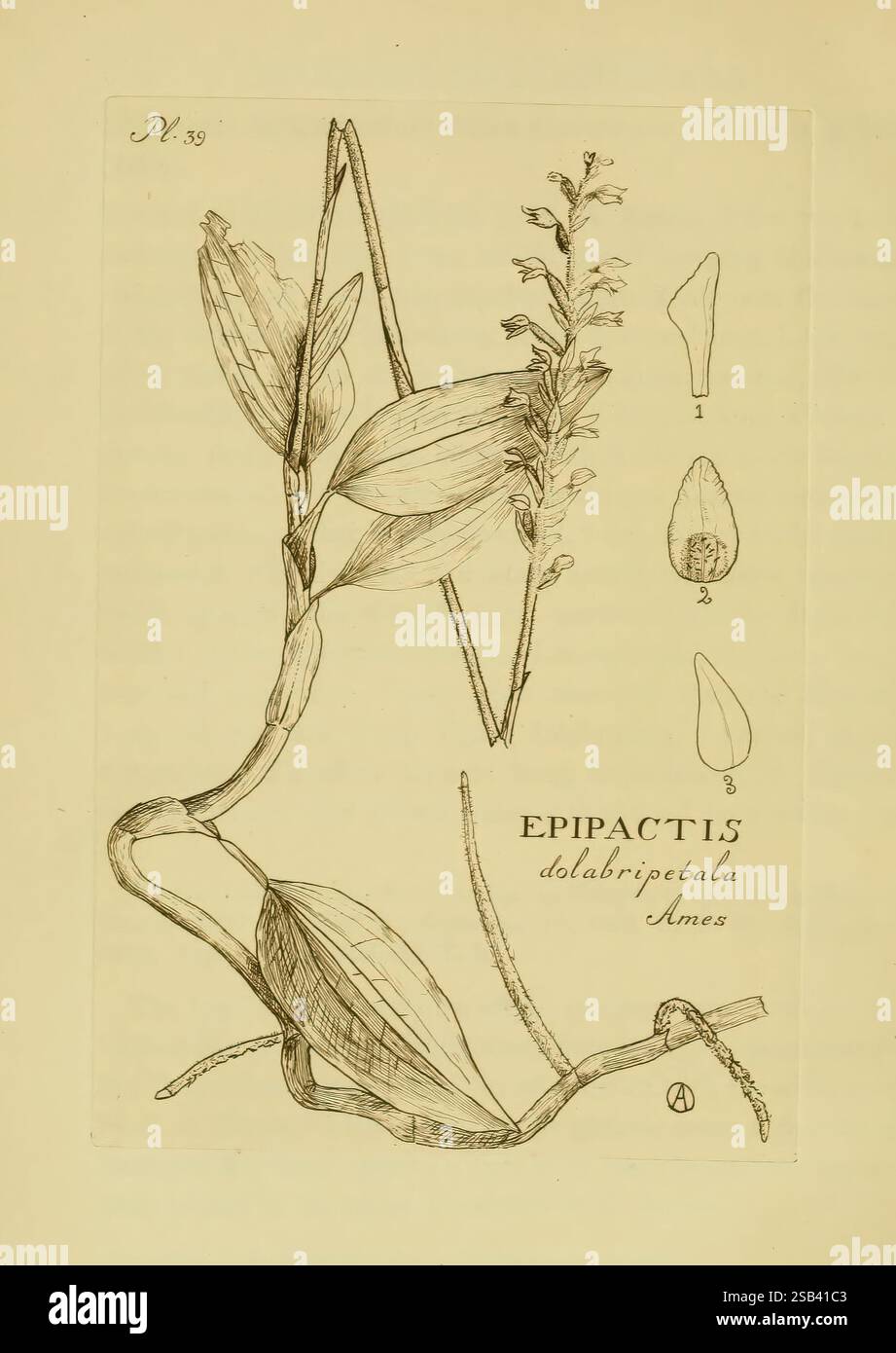 Orchidaceae, 1905-22, Monocotyledoneae, Orchidaceae, orchidées, blanche Ames, femmes dans la science, la représentation présente une illustration botanique de l'Epipactis dolabripetala, une espèce d'orchidée. Le dessin met en valeur les caractéristiques distinctes de la plante, y compris des feuilles allongées et une pointe de petites fleurs. Accompagnant l'illustration principale sont des dessins étiquetés détaillés de parties de fleurs individuelles, mettant en évidence leurs formes uniques. Cette œuvre sert de représentation scientifique, soulignant la structure complexe et la beauté de cette espèce d'orchidée. Banque D'Images