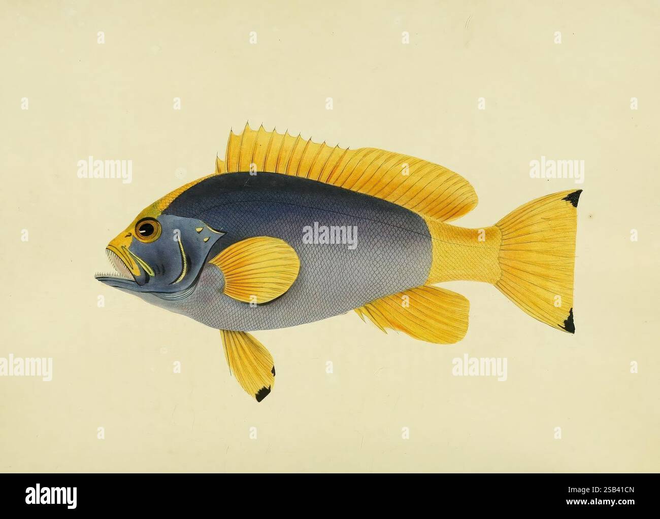 A, sélection, de, la, la plupart, remarquable, et, intéressant, de, le, poissons, trouvés, sur, la, côte, of, Ceylan, Londres, Edward, Bull, 1834, poissons, pictural, œuvres, Sri Lanka,, un poisson magnifiquement illustré avec un corps profilé avec une teinte bleue profonde et riche sur sa face dorsale, complétée par des nageoires et des accents jaunes vifs. Le contraste saisissant entre le bleu et le jaune crée une apparence vive, tandis que les détails complexes mettent en évidence les écailles et les traits du visage, y compris les yeux prononcés et une bouche légèrement ouverte, suggérant une expression vivante. La queue est élégamment formée, enha Banque D'Images