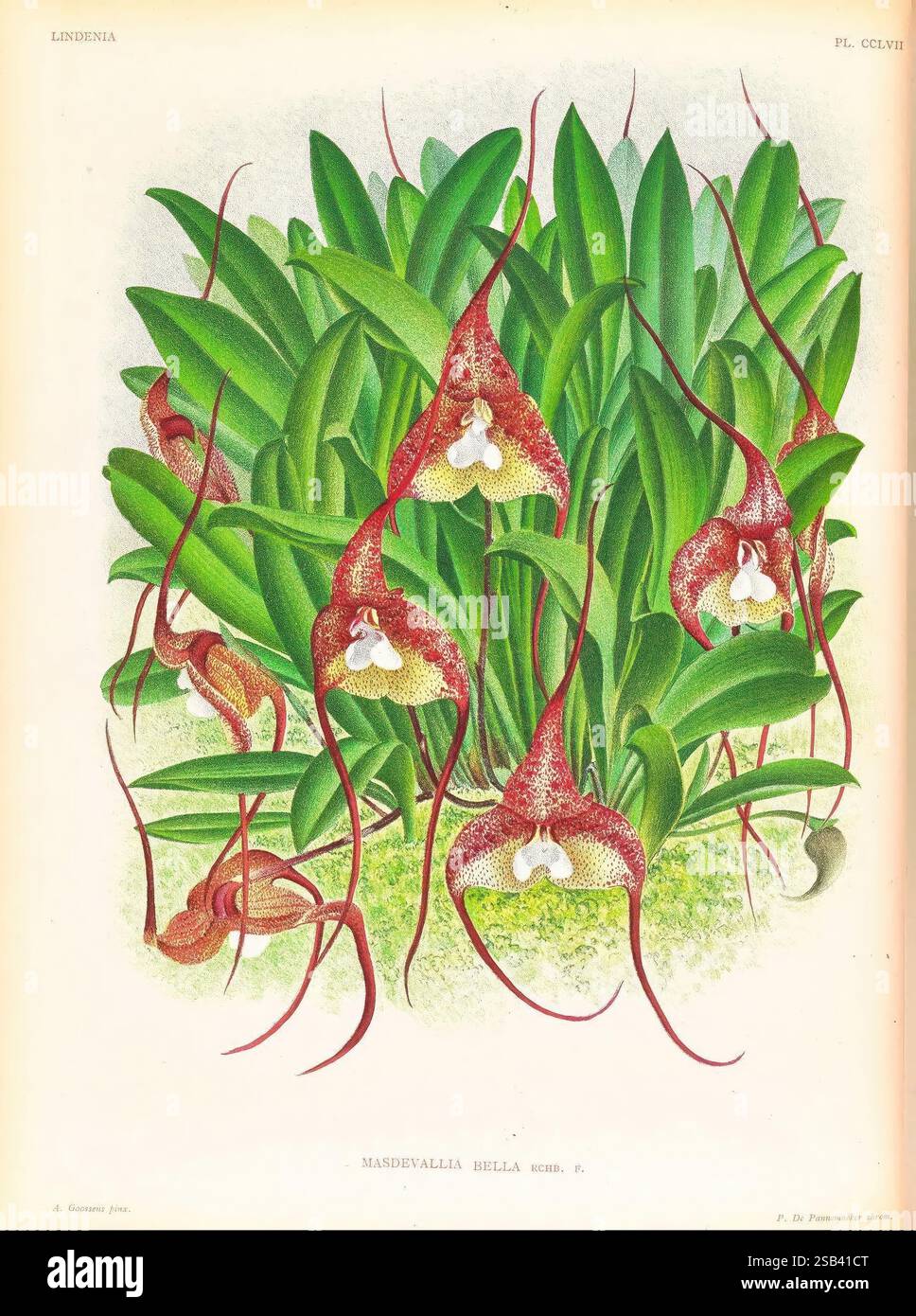 Lindenia, Gand [Belgique], Impr. F. Meyer-van Loo, 1885-1906, classification, guides, nomenclature, nomenclature populaire, Orchidaceae, orchidées, œuvres picturales, terminologie, cette illustration botanique présente une collection d'orchidées Masdevallia bella, connues pour leurs formes florales distinctives et leurs couleurs vibrantes. Les orchidées sont représentées avec des tiges allongées et minces en cascade gracieusement à partir d'un feuillage vert luxuriant. Chaque fleur présente des motifs complexes et des structures délicates, soulignant la morphologie unique de l'espèce. La composition capture l'élégance naturelle o Banque D'Images