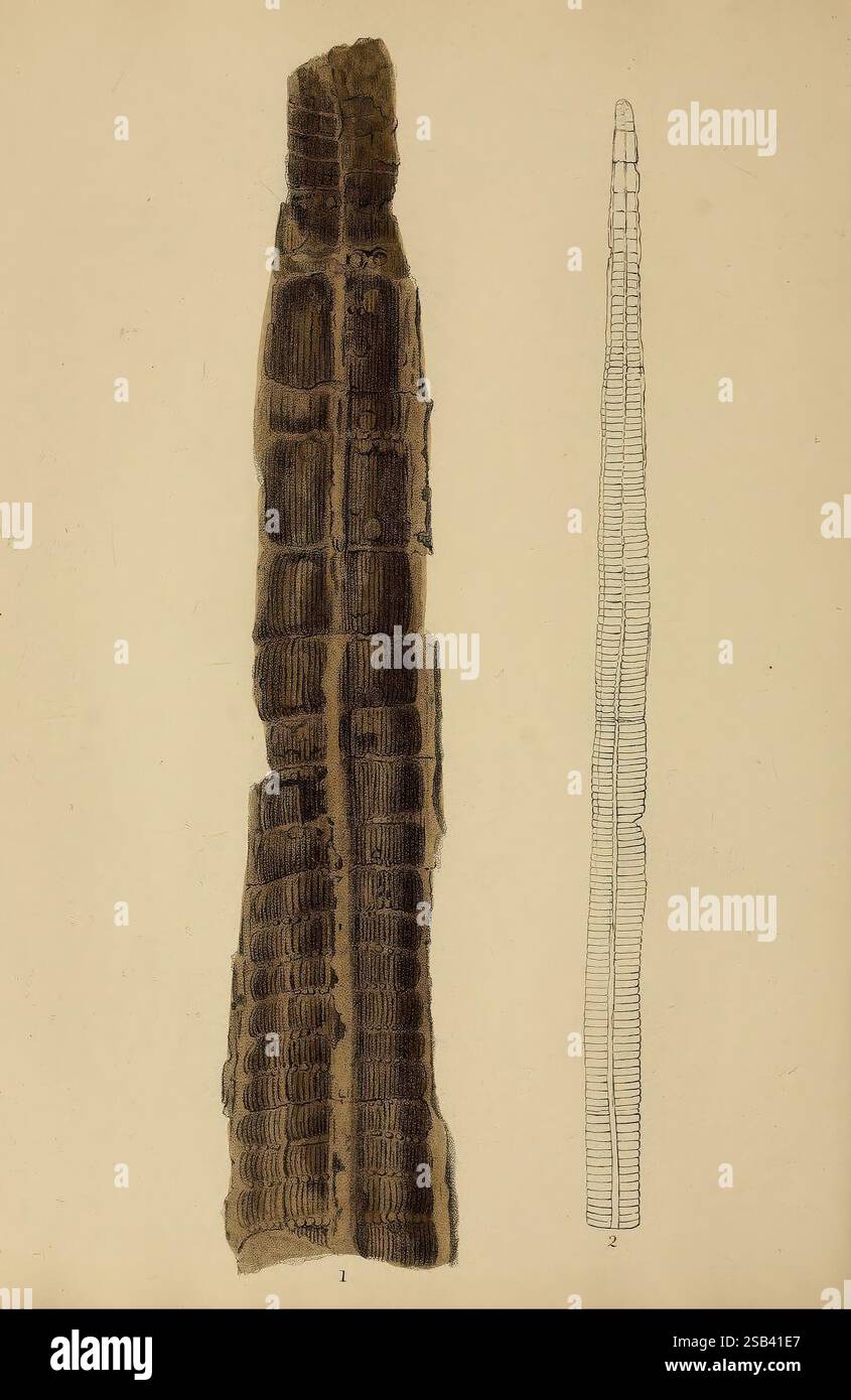 Atlas pictural des restes fossiles 1850 Paléontologie œuvres picturales Bibliothèque Ernst Mayr histoires de fossiles, la représentation présente deux structures cylindriques allongées présentant des textures et des motifs de surface distincts. La structure de gauche présente une série de crêtes et de vallées prononcées, suggérant une composition fibreuse ou segmentée, tandis que la structure de droite semble plus profilée, avec une texture plus fine et plus uniforme caractérisée par des lignes étroitement espacées. Cette juxtaposition met en évidence les variations de forme et de détail, représentant potentiellement différents spécimens ou stades de développement avec esprit Banque D'Images