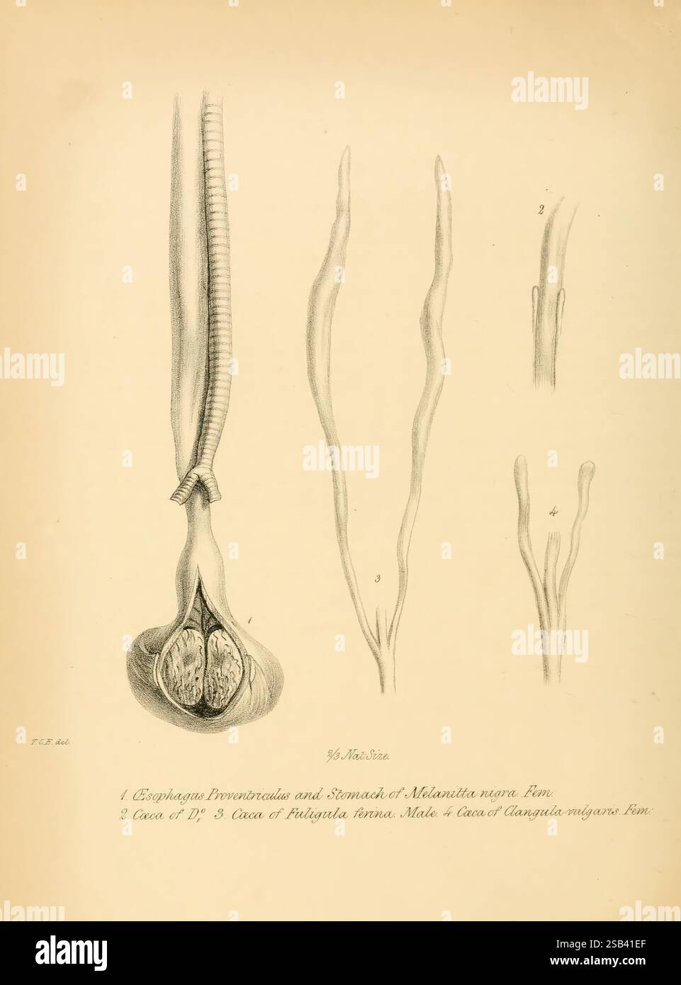 A, monographie, on, Anatidae, ou canard, tribu, Londres, Longman, Orme, marron, Vert, &, Longman et, Eddowes, Shrewsbury, 1838, Anatidae, cette illustration présente diverses structures anatomiques du système reproducteur masculin, mettant en évidence l’anatomie du cordon spermatique et de la région testiculaire. Les sections étiquetées décrivent la disposition des nerfs, des vaisseaux sanguins et de l'épididyme, qui joue un rôle crucial dans la maturation et le stockage des spermatozoïdes. Chaque composant est méticuleusement détaillé, fournissant un aperçu de l'organisation complexe de l'anatomie reproductive masculine. La clarté a Banque D'Images