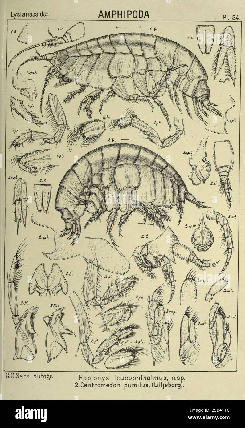Un récit des crustacés de Norvège amphipodes (plaques), Christiania, A ...