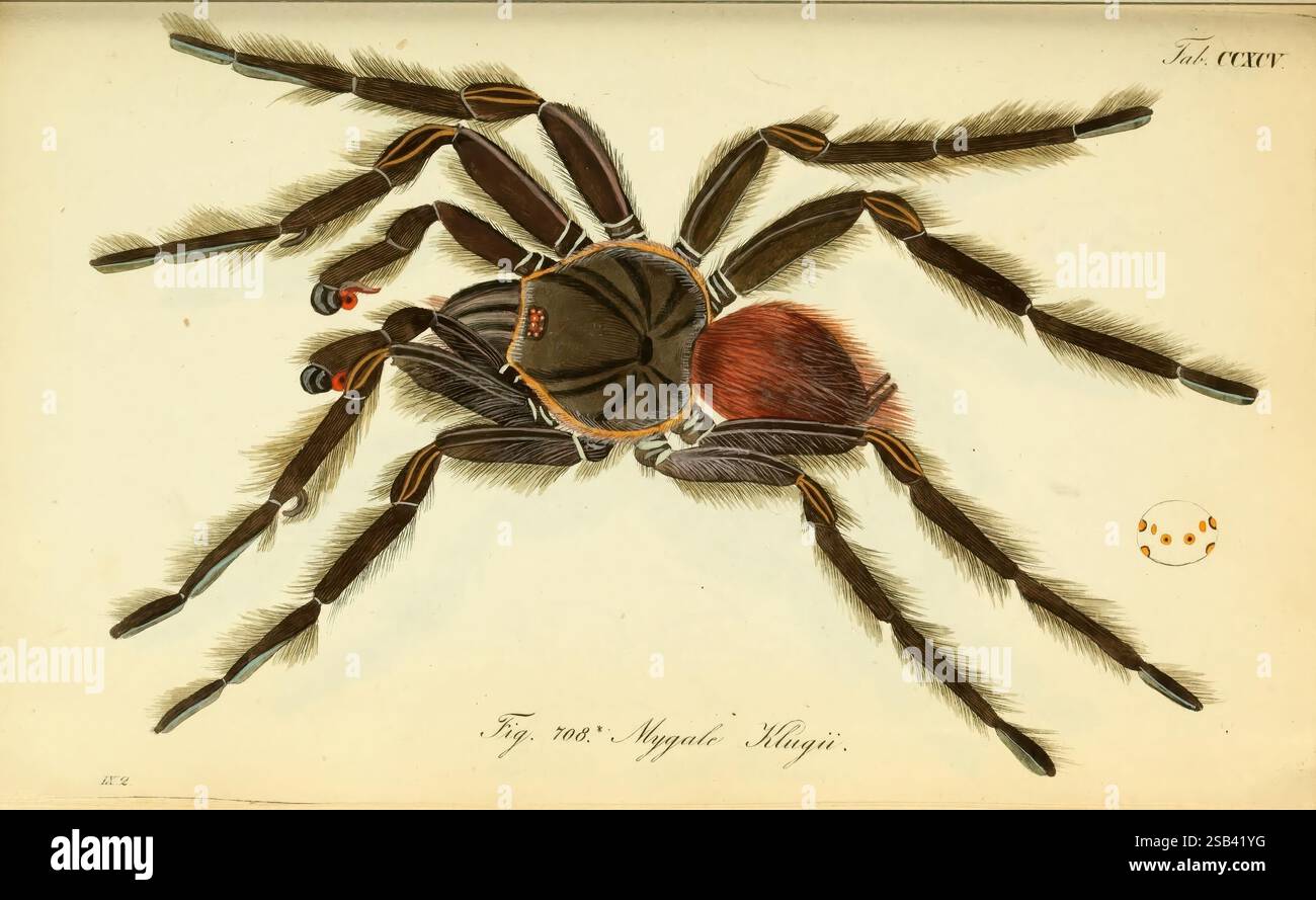 Die Arachniden, Nürnberg, in der C. H. Zeh'schen Buchhandlung, 1831-1848, arachnida, Bahia Scarlet Tarantula, Brésil, Lasiodora klugi, Mygale klugii, Une illustration détaillée d'une araignée mettant en valeur ses caractéristiques distinctives, y compris de longues jambes velues et un corps robuste. L'araignée a un céphalothorax brun rougeâtre proéminent et un large abdomen foncé orné de marques complexes. Des poils fins et délicats recouvrent ses appendices, améliorant sa texture. L'image capture l'anatomie frappante de l'araignée, avec un léger soupçon de segmentation visible sur ses jambes. Dans le coin supérieur, un petit élément circulaire h Banque D'Images