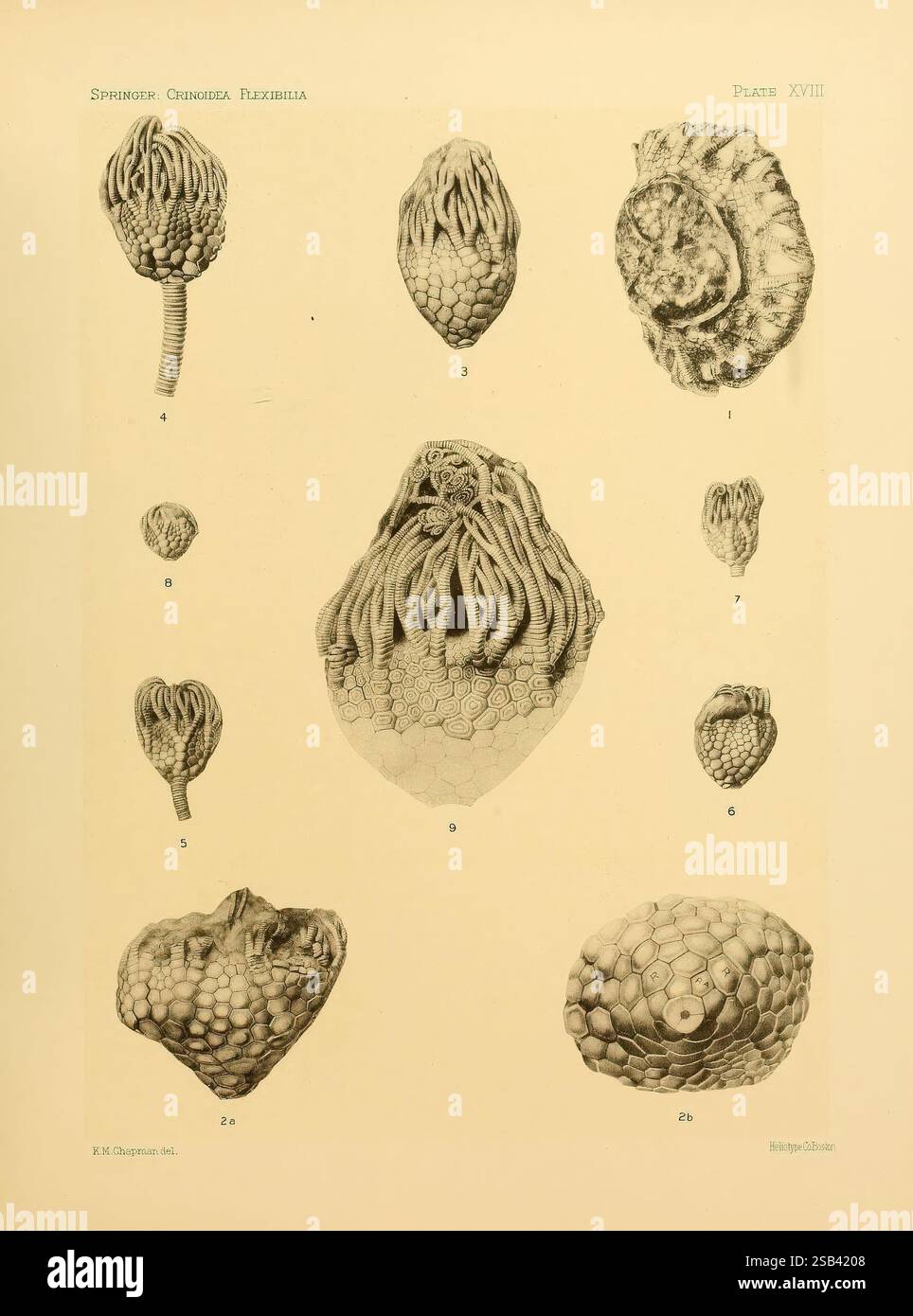 Le Crinoidea flexibilia, Washington D. C, 1920, fossile crinoïde, l'illustration présente diverses formes d'éponges marines, détaillant leurs caractéristiques anatomiques uniques. Chaque spécimen est étiqueté avec des numéros correspondant à différentes vues ou étapes des éponges, soulignant leurs structures complexes. Les diverses formes comprennent des formes arrondies et allongées, certaines présentant des surfaces texturées qui reflètent leur habitat naturel. Les lignes délicates et les ombres soulignent la complexité de ces organismes, donnant un aperçu de leur morphologie et des diverses caractéristiques qui distinguent les eac Banque D'Images