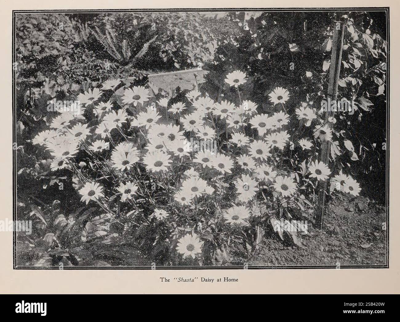 The Burbank Seed Book Santa Rosa California Flowers Seeds Santa Rosa catalogues Shasta Daisy Nursery Stock Nurseries horticulture Seed Industry and Trade Burbank Luther Company Garden Stories in Bloom, Un affichage vibrant de fleurs en fleurs remplit le cadre, mettant en valeur une scène de jardin luxuriant. Les fleurs se caractérisent par leurs pétales délicats, rayonnants de beauté et de vitalité. La verdure environnante ajoute de la profondeur et du contraste, soulignant les fleurs blanches. En arrière-plan, un soupçon de structure est visible, suggérant un jardin bien entretenu, tandis que la lumière du soleil filtre à travers, améliorant l'atmosphère sereine. T Banque D'Images