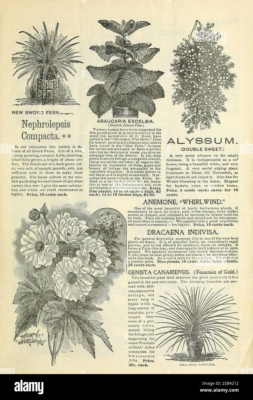 Les meilleures maisons en Amérique plantent mes fleurs, pourquoi pas toi ? Springfield, Ohio Baines, 1899 fleurs, graines, catalogues, plantes ornementales, bulbes plantes, catalogues commerciaux, industrie et commerce des semences, histoires de jardin, en fleurs, une page illustrée présentant divers sujets botaniques. Parmi eux, on trouve des représentations détaillées de plusieurs plantes, dont la nouvelle fougère épée, Nephrolepsis compacta, connue pour ses frondes luxuriantes, et Araucaria excelsa, reconnue par sa forme symétrique distinctive. Alyssum, en particulier la variété double douce, caractérisée par des grappes de petites fleurs délicates, est également exposée. Th Banque D'Images