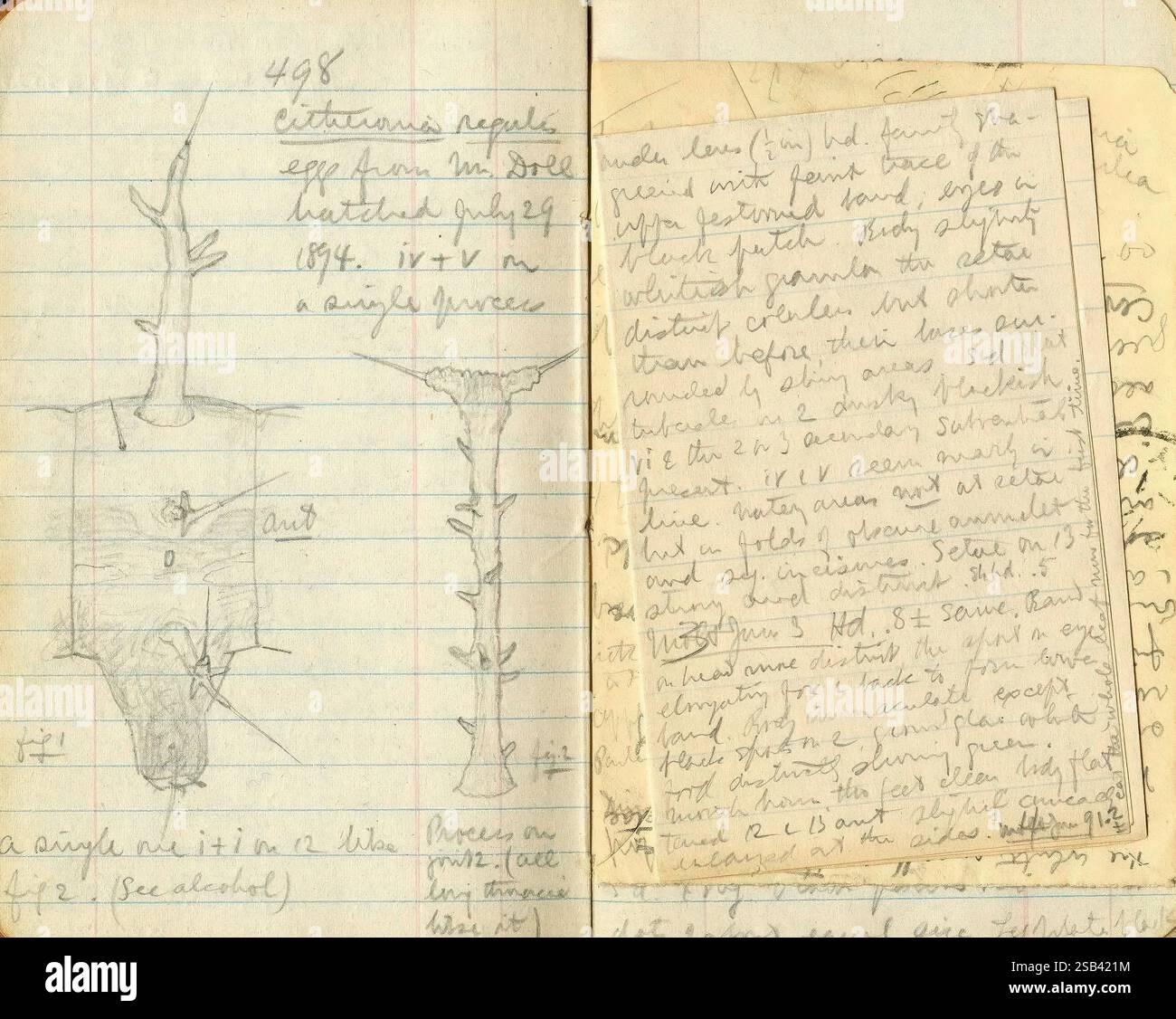 H. G. Dyar, Bluebook 492510, 1894-1902, New York, États-Unis, Maine, croquis, entomologie, notes de terrain, Kee ne Valley, Dixfield, Archives, Webb Pond, Dig into Dyar, les pages présentent des croquis complexes et des notes manuscrites liées à une étude botanique. Une page présente une illustration détaillée d'une plante, représentant éventuellement ses racines, sa tige et sa structure florale, étiquetée avec des mesures et des annotations. L'autre page contient des notes densément emballées qui discutent des caractéristiques de la plante, de la date de collecte et des observations sur son habitat. Le texte manuscrit comprend des descripti méticuleux Banque D'Images