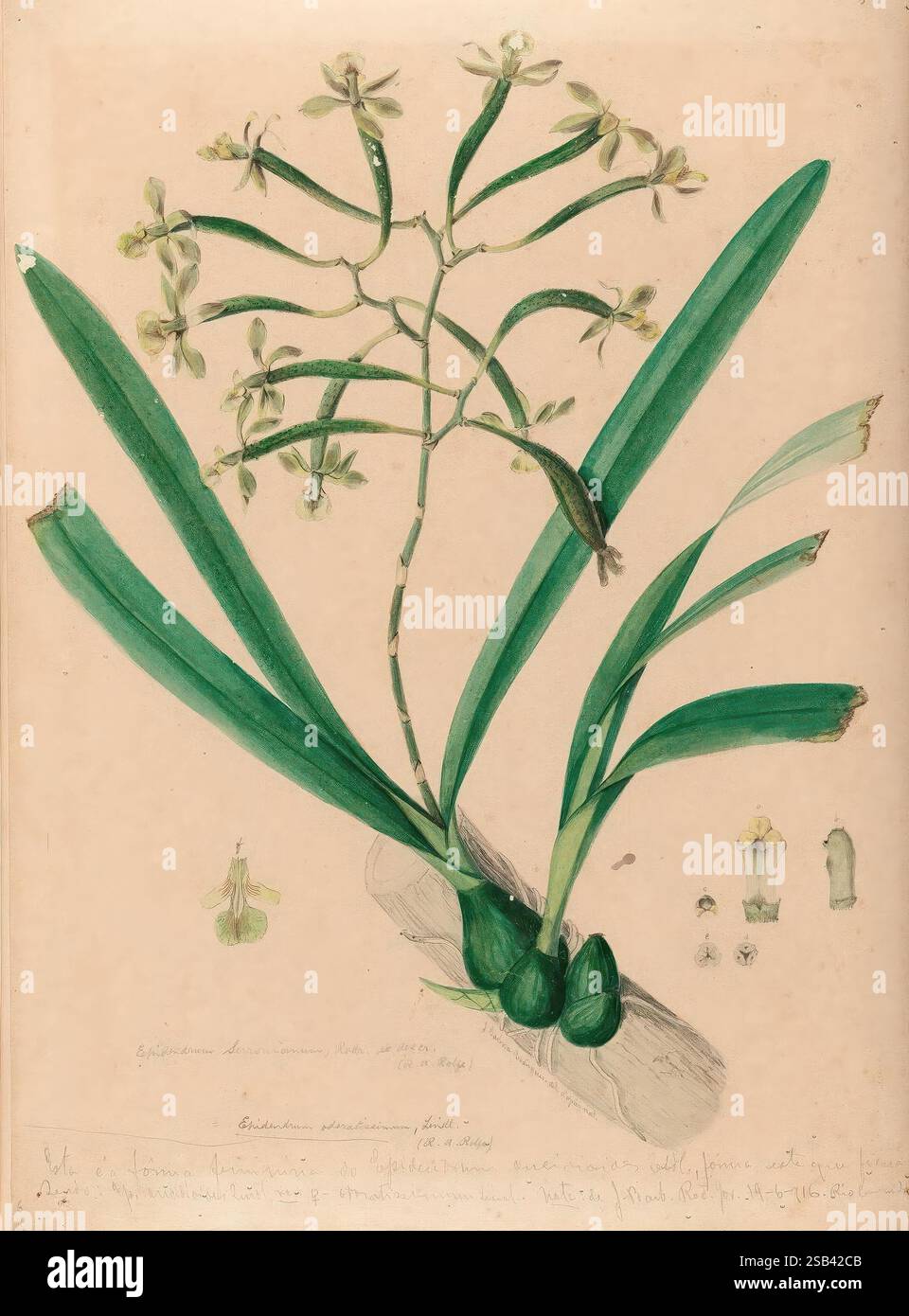 Iconographie des orchidées du Brésil, João Barbosa, l'illustration présente une étude botanique détaillée d'une espèce d'orchidée spécifique. La plante présente un amas de fleurs délicates avec des structures de pétales complexes, positionnées au-dessus d'une base de feuilles vertes fines. Les feuilles sont larges et allongées, créant une toile de fond luxuriante pour l'affichage floral. En bas, des croquis plus petits offrent des vues supplémentaires des fleurs et des détails de l'anatomie de la plante. Des notes rédigées dans un script élégant accompagnent le dessin, offrant un aperçu des caractéristiques de la plante et peut-être de son habitat ou de son entretien. Banque D'Images
