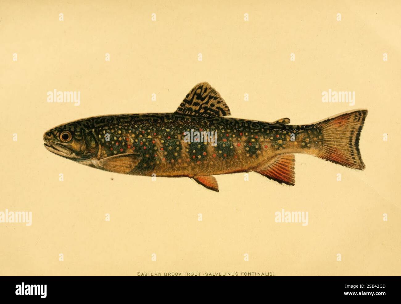 Nourriture américaine et gibier poissons, New York, page & Co, 1902, pêche, Amérique du Nord, identification, poissons, Amérique centrale, Salvelinus fontinalis, une truite méticuleusement illustrée, présentant des couleurs vives et des motifs complexes sur tout son corps. Le poisson présente une forme profilée avec une peau distinctement mouchetée, ornée de taches qui varient en couleur et en taille, reflétant son habitat naturel. Les ailerons sont mis en évidence, soulignant leurs détails délicats. L'arrière-plan est un ton doux et neutre qui accentue les teintes vives du poisson, capturant l'essence de la vie aquatique. Cette illustration R Banque D'Images
