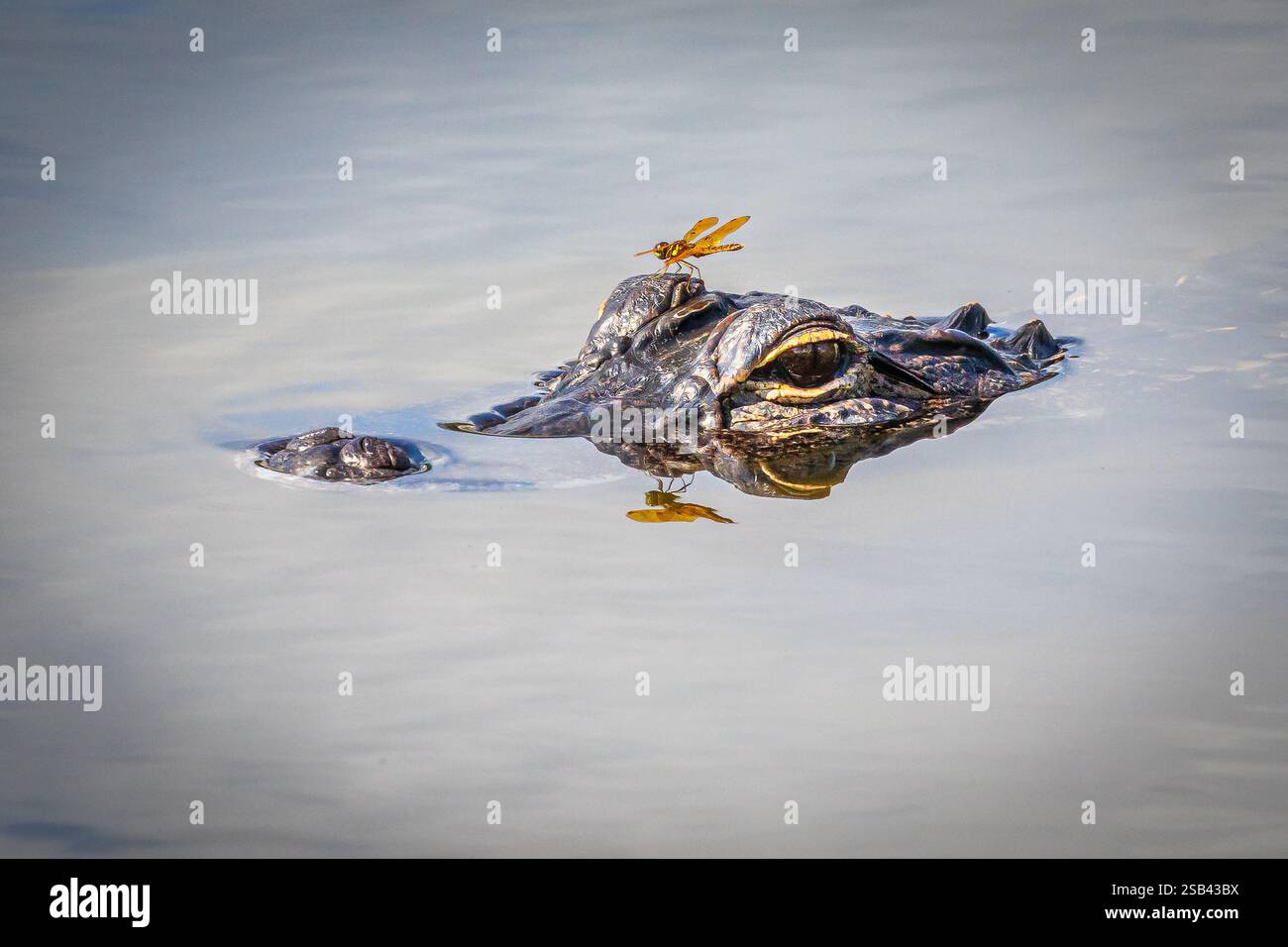 Alligator profiter d'une baignade tout en cherchant un repas. Banque D'Images Alligator profiter d'une baignade tout en cherchant un repas. Banque D'Images