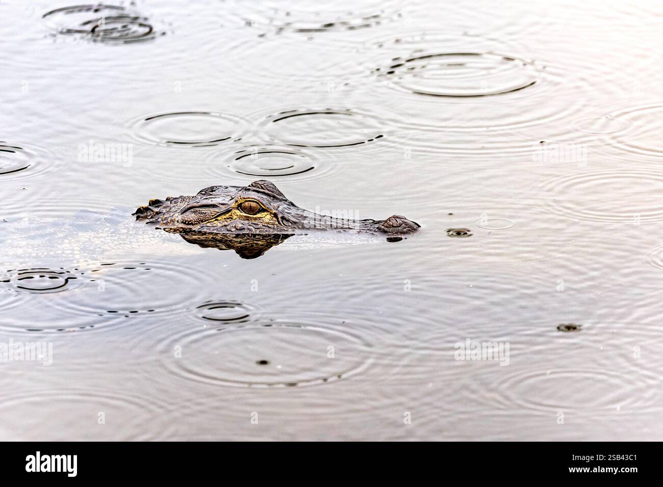 Alligator profiter d'une baignade tout en cherchant un repas. Banque D'Images Alligator profiter d'une baignade tout en cherchant un repas. Banque D'Images