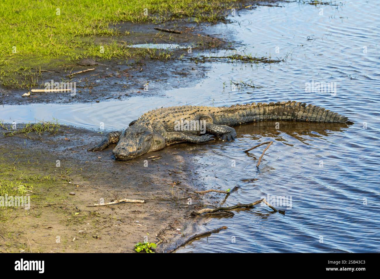 Alligator profiter de la journée avant de chercher un repas. Banque D'Images Alligator profiter de la journée avant de chercher un repas. Banque D'Images