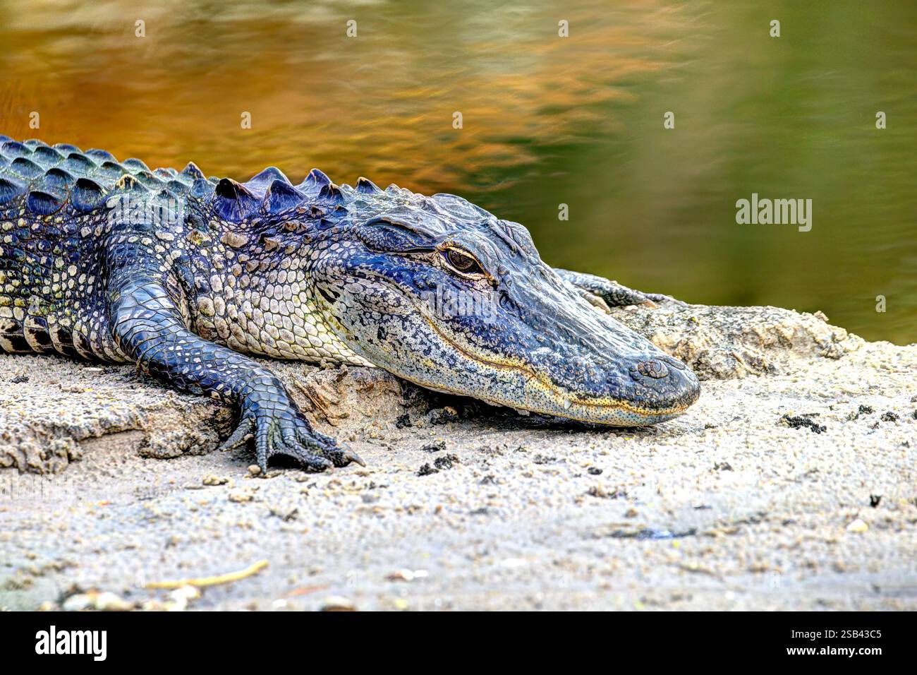 Alligator profiter de la journée avant de chercher un repas. Banque D'Images Alligator profiter de la journée avant de chercher un repas. Banque D'Images