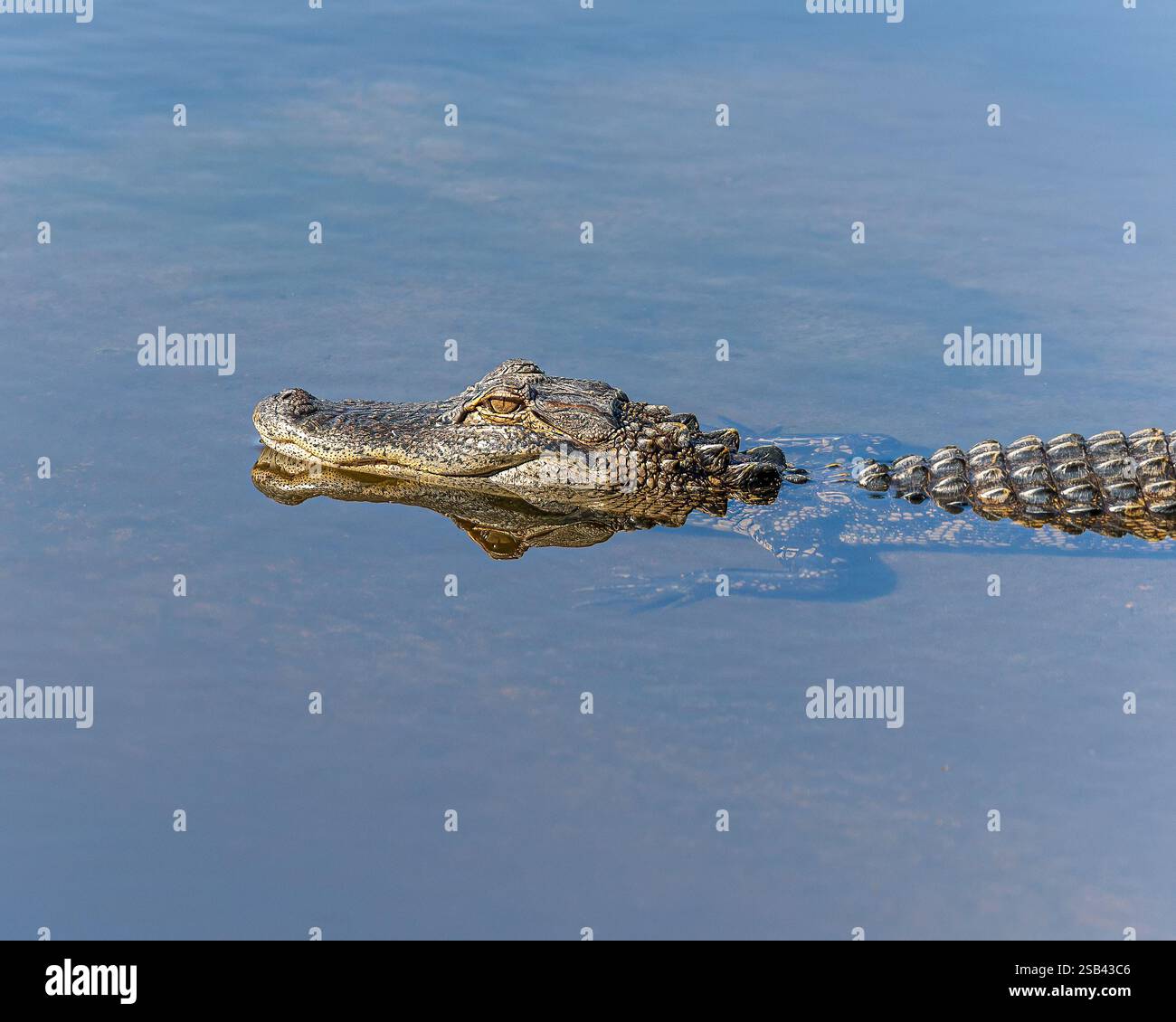 Alligator profiter d'une baignade tout en cherchant un repas. Banque D'Images Alligator profiter d'une baignade tout en cherchant un repas. Banque D'Images