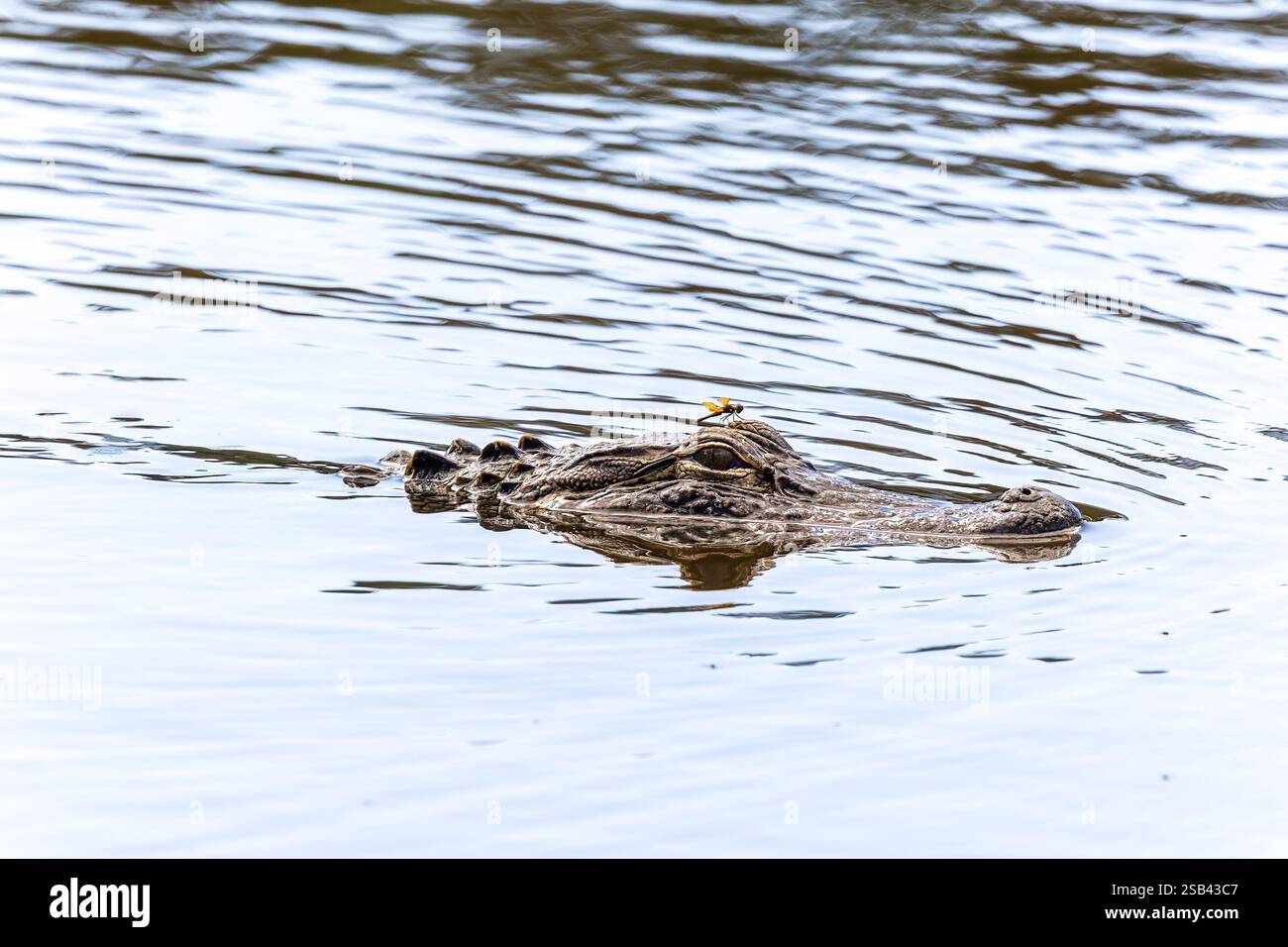Alligator profiter d'une baignade tout en cherchant un repas. Banque D'Images Alligator profiter d'une baignade tout en cherchant un repas. Banque D'Images