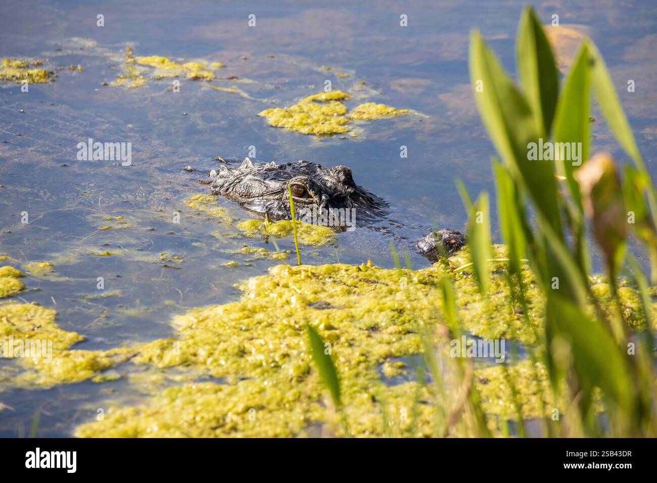 Alligator profiter d'une baignade tout en cherchant un repas. Banque D'Images Alligator profiter d'une baignade tout en cherchant un repas. Banque D'Images