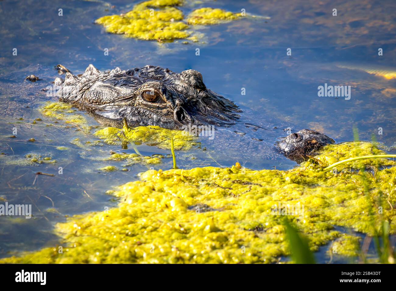 Alligator profiter d'une baignade tout en cherchant un repas. Banque D'Images Alligator profiter d'une baignade tout en cherchant un repas. Banque D'Images