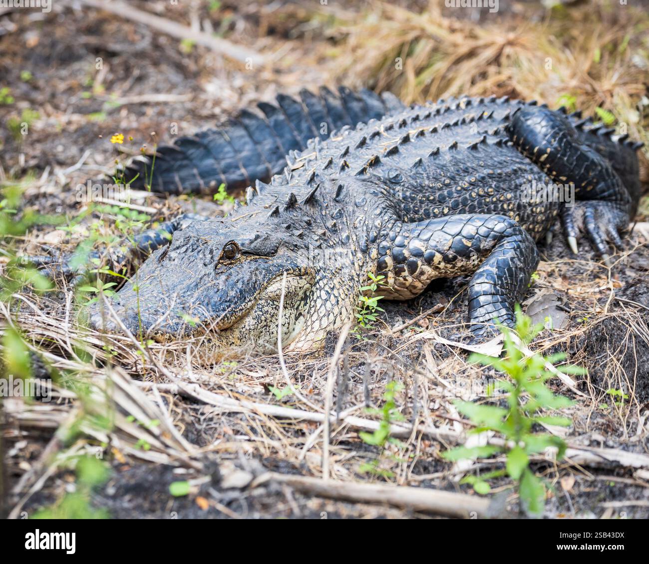 Alligator profiter de la journée avant de chercher un repas. Banque D'Images Alligator profiter de la journée avant de chercher un repas. Banque D'Images