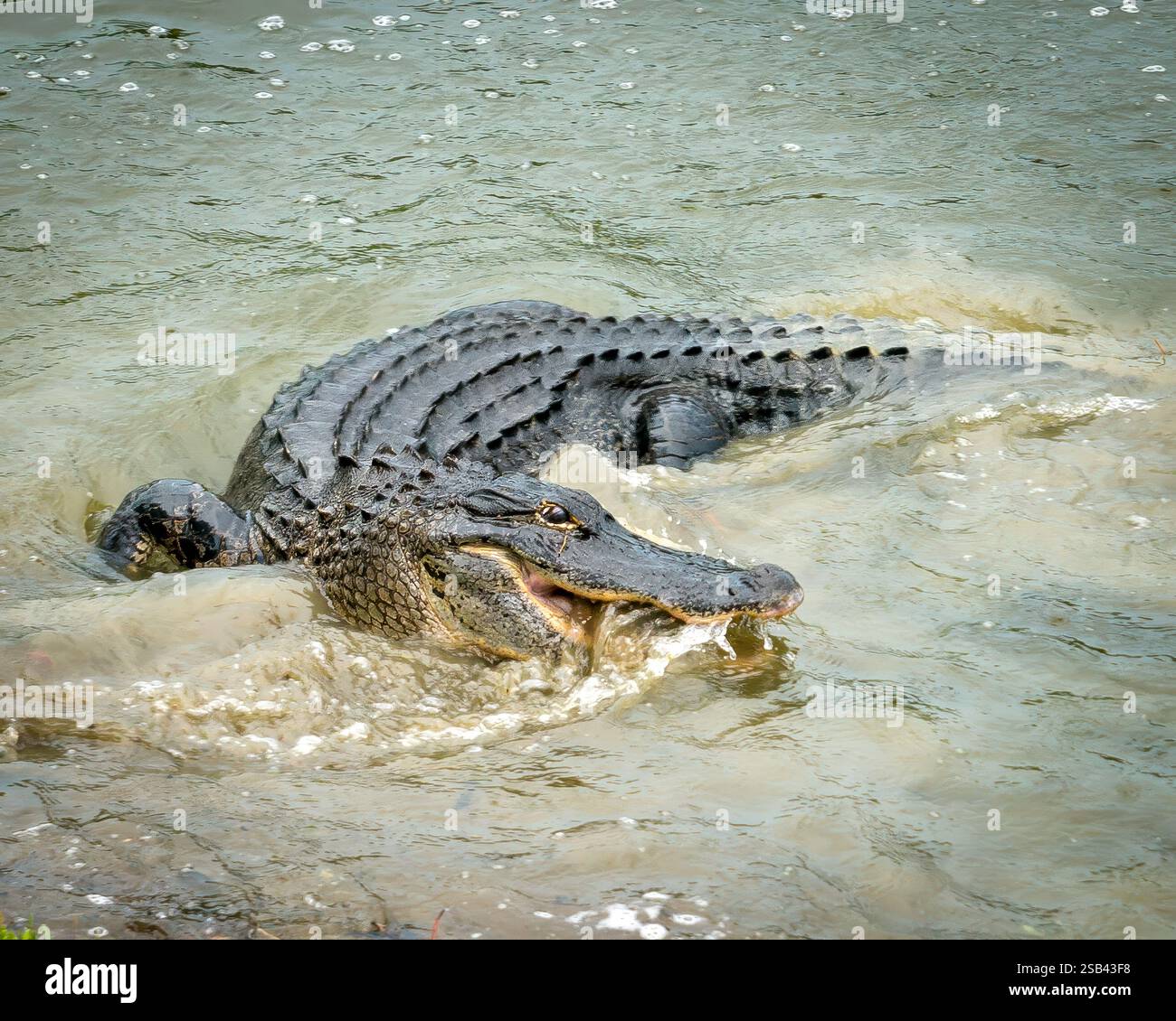 Alligator appréciant un repas. Banque D'Images Alligator appréciant un repas. Banque D'Images