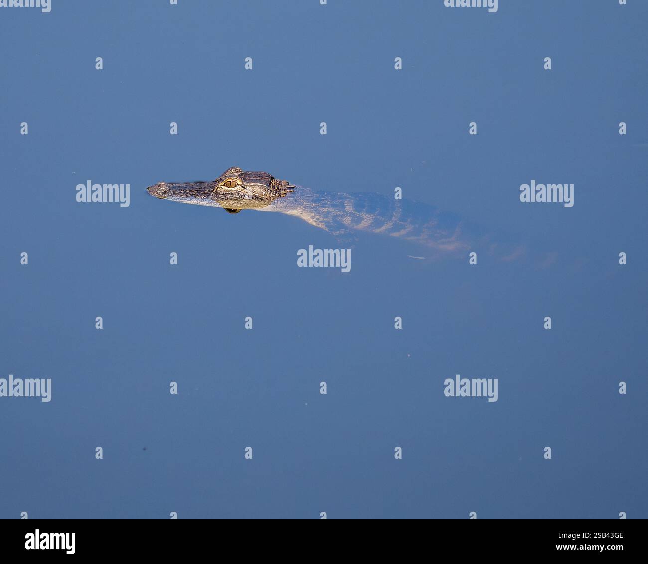 Alligator profiter de la journée avant de chercher un repas. Banque D'Images Alligator profiter de la journée avant de chercher un repas. Banque D'Images