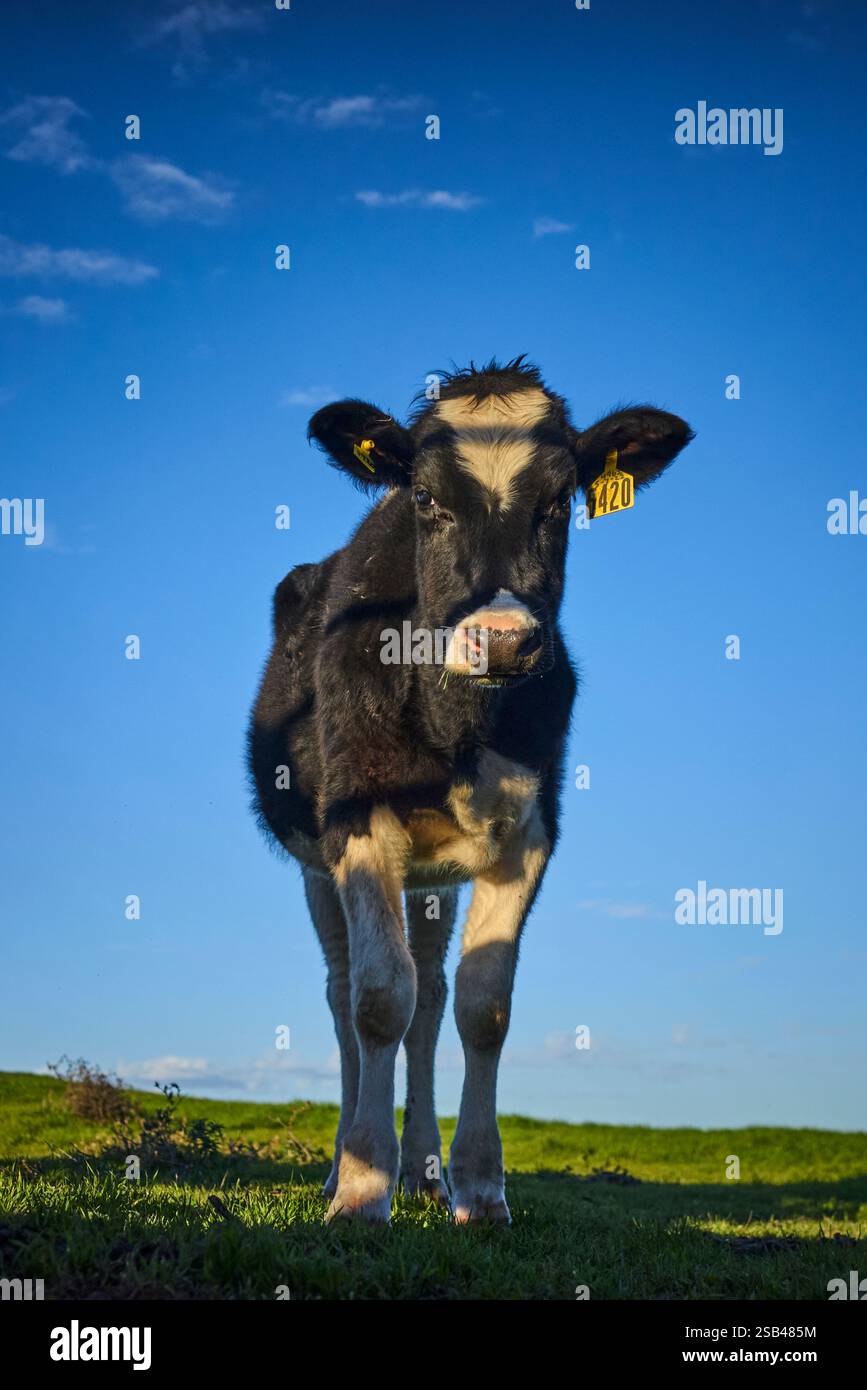 Vache laitière regardant la caméra Banque D'Images