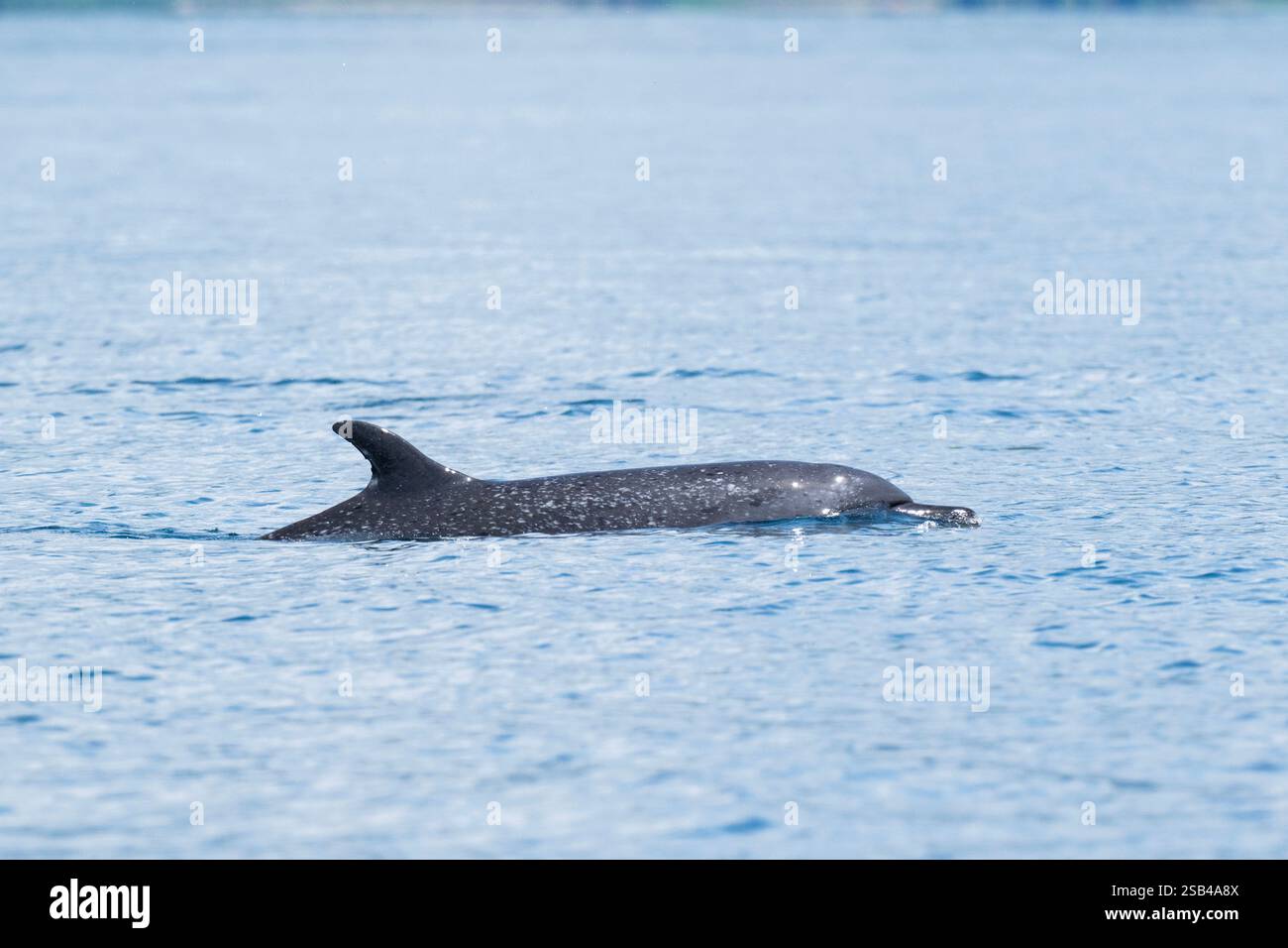 Costa Rica, péninsule d'Osa, Golfito, Golfo Dulce. Dauphin tacheté pantropical (Stenella attenuata) Banque D'Images