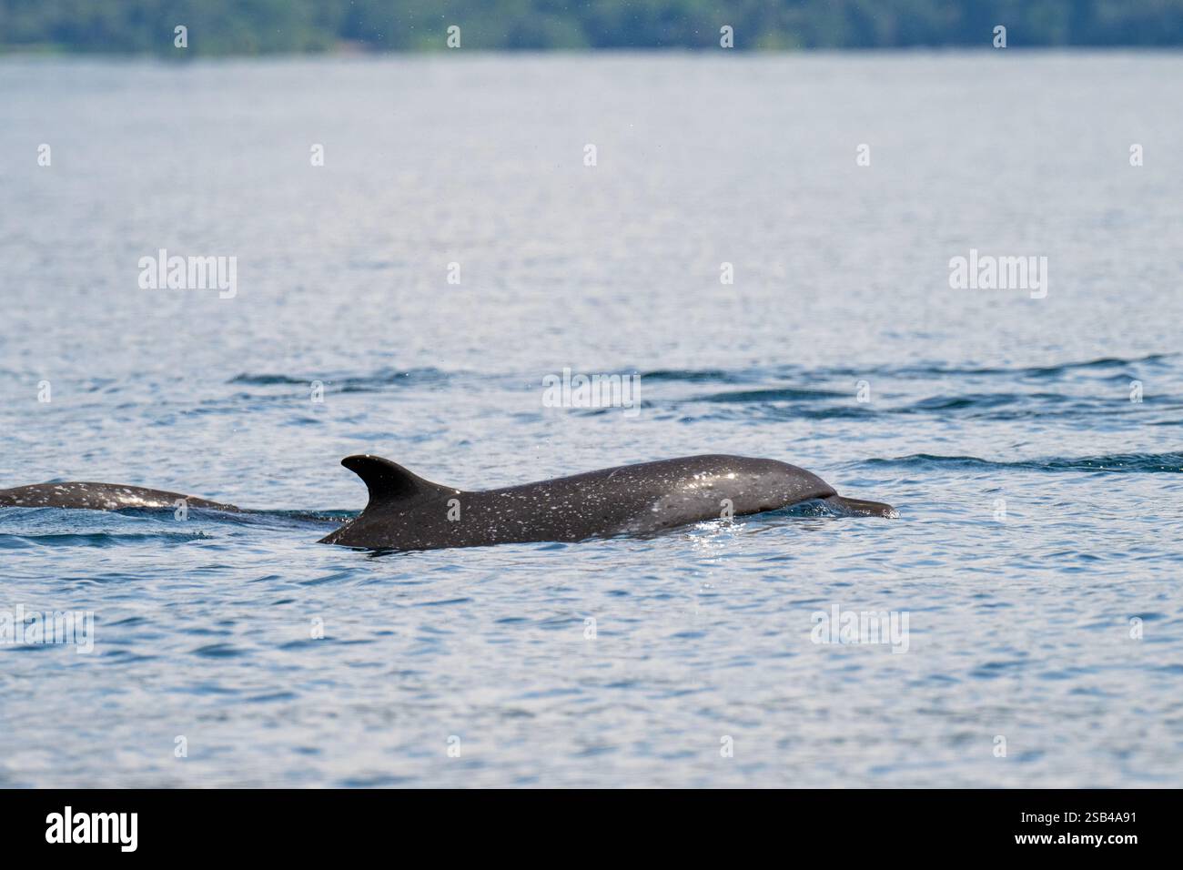 Costa Rica, péninsule d'Osa, Golfito, Golfo Dulce. Dauphin tacheté pantropical (Stenella attenuata) Banque D'Images
