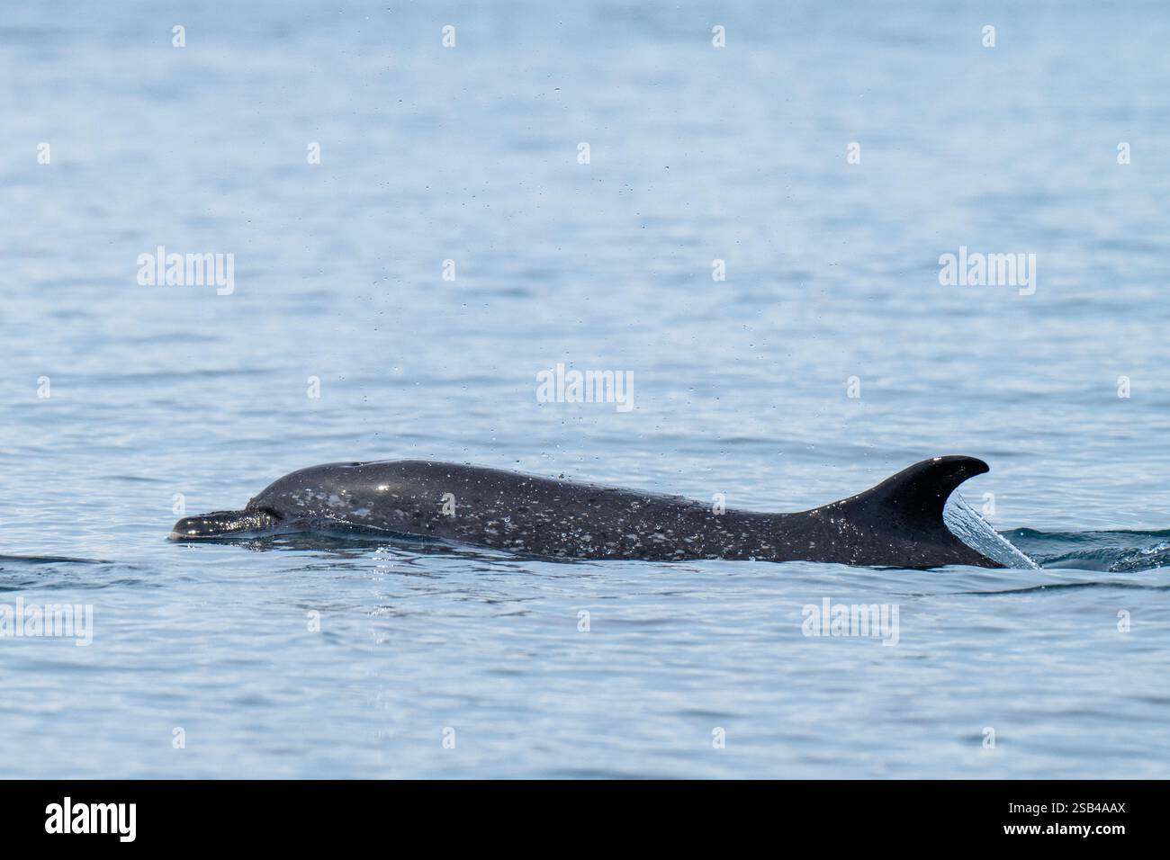 Costa Rica, péninsule d'Osa, Golfito, Golfo Dulce. Dauphin tacheté pantropical (Stenella attenuata) Banque D'Images