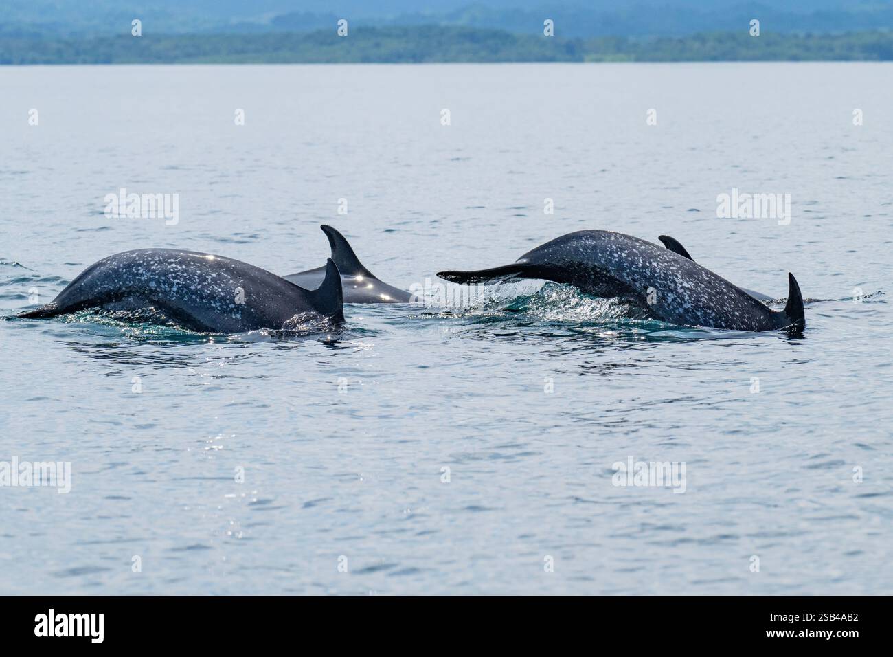 Costa Rica, péninsule d'Osa, Golfito, Golfo Dulce. Nacre de dauphin tacheté pantropical (Stenella attenuata) Banque D'Images