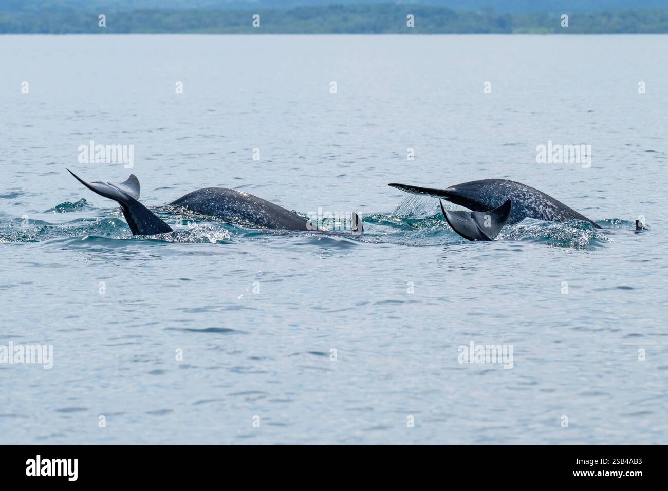 Costa Rica, péninsule d'Osa, Golfito, Golfo Dulce. Nacre de dauphin tacheté pantropical (Stenella attenuata) Banque D'Images
