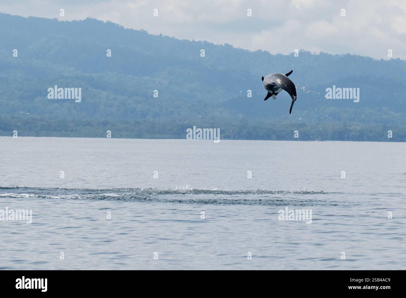 Costa Rica, péninsule d'Osa, Golfito, Golfo Dulce. Saut de dauphin tacheté pantropical (Stenella attenuata). Banque D'Images