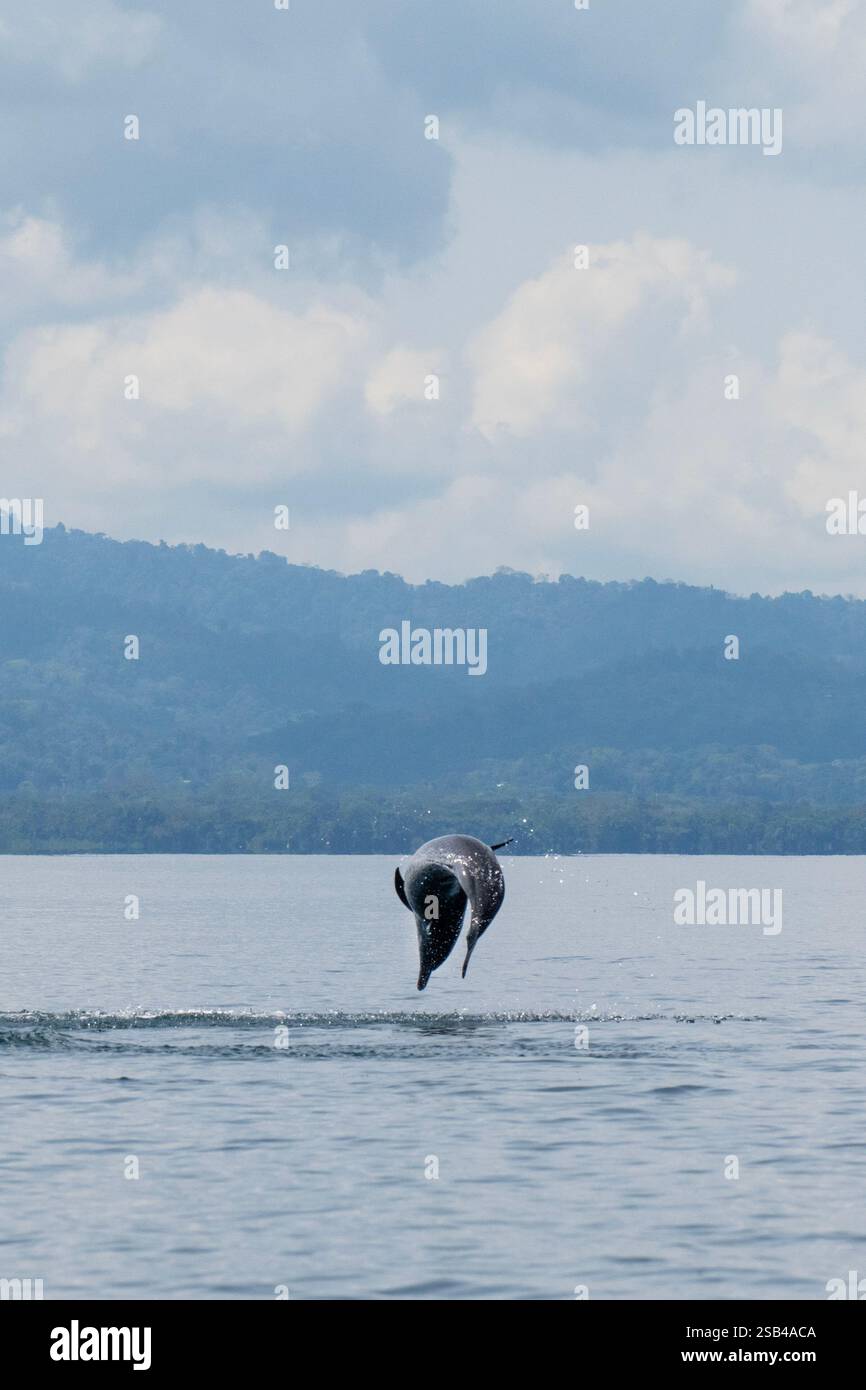 Costa Rica, péninsule d'Osa, Golfito, Golfo Dulce. Saut de dauphin tacheté pantropical (Stenella attenuata). Banque D'Images