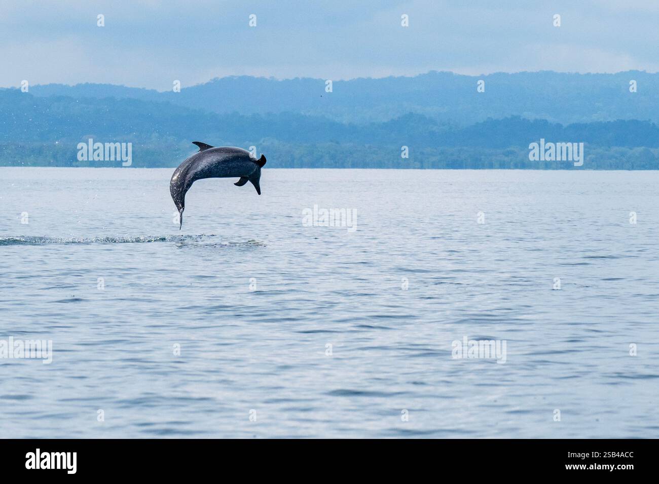Costa Rica, péninsule d'Osa, Golfito, Golfo Dulce. Saut de dauphin tacheté pantropical (Stenella attenuata). Banque D'Images