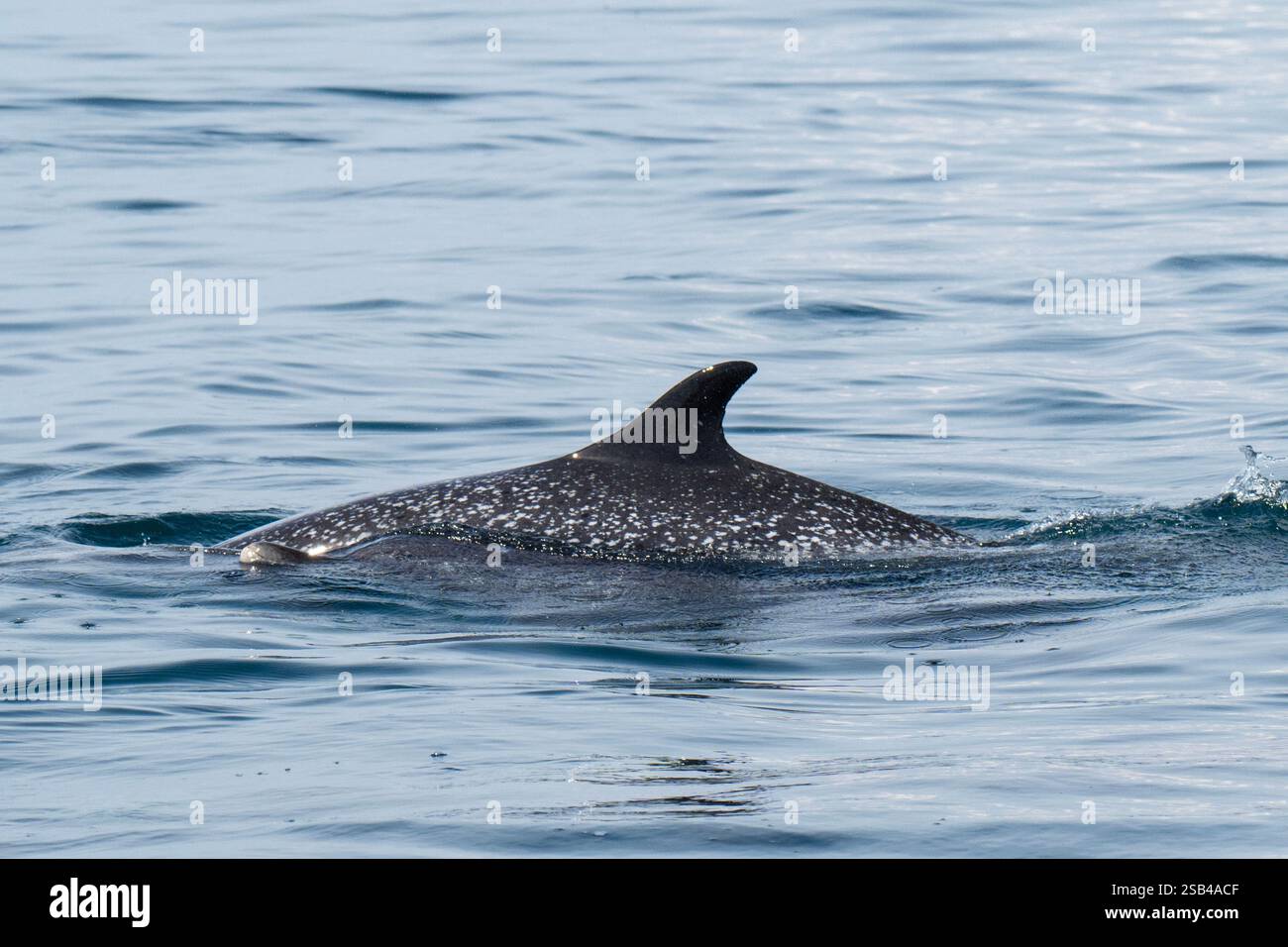 Costa Rica, péninsule d'Osa, Golfito, Golfo Dulce. Dauphin tacheté pantropical (Stenella attenuata) Banque D'Images
