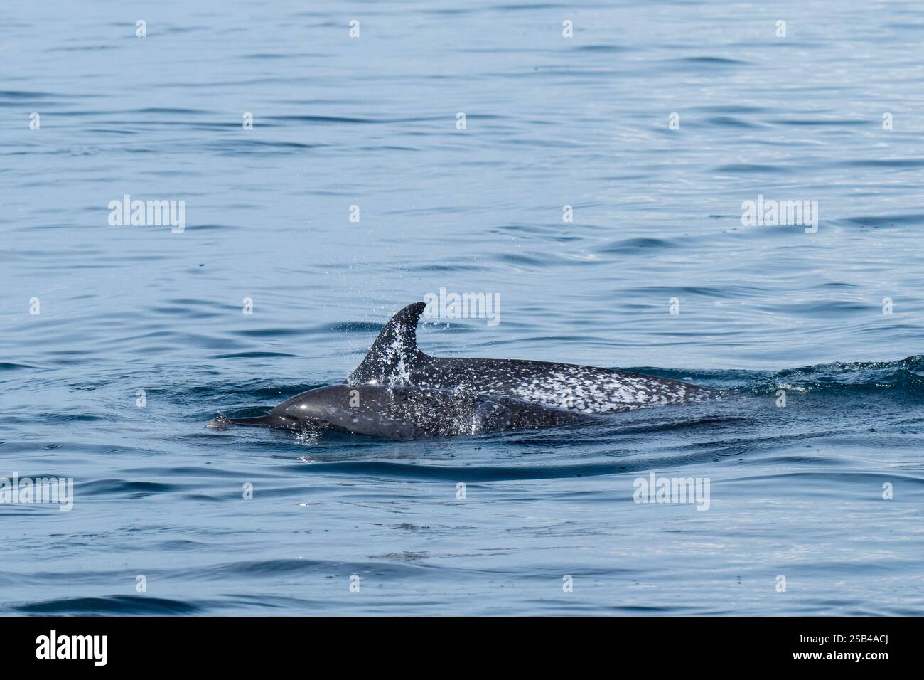 Costa Rica, péninsule d'Osa, Golfito, Golfo Dulce. Dauphins tachetés pantropicaux (Stenella attenuata) Banque D'Images