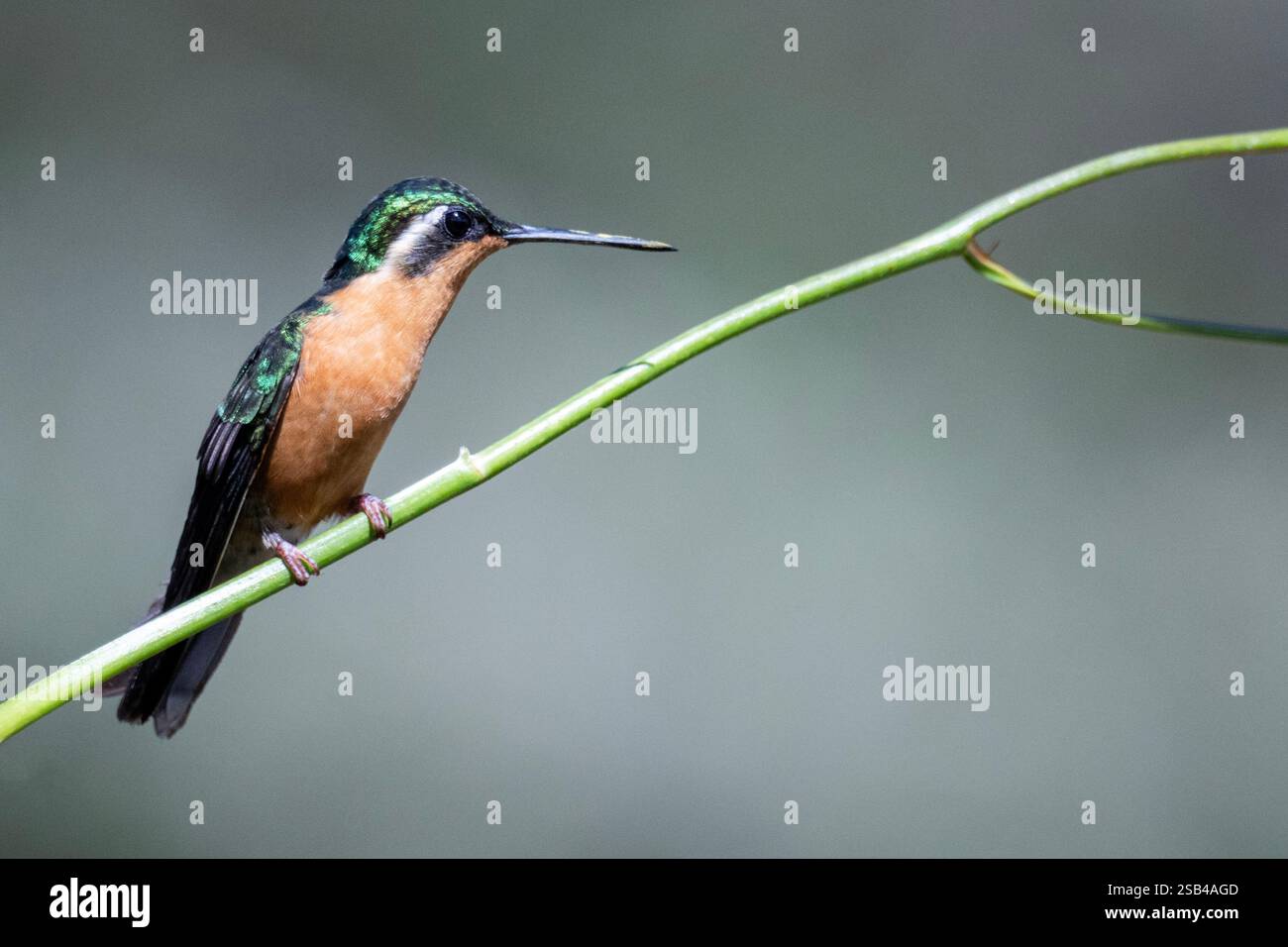 Costa Rica, montagnes Talamanca, Savegre. Femelle de montagne à gorge blanche (Lampornis castaneoventris) Banque D'Images