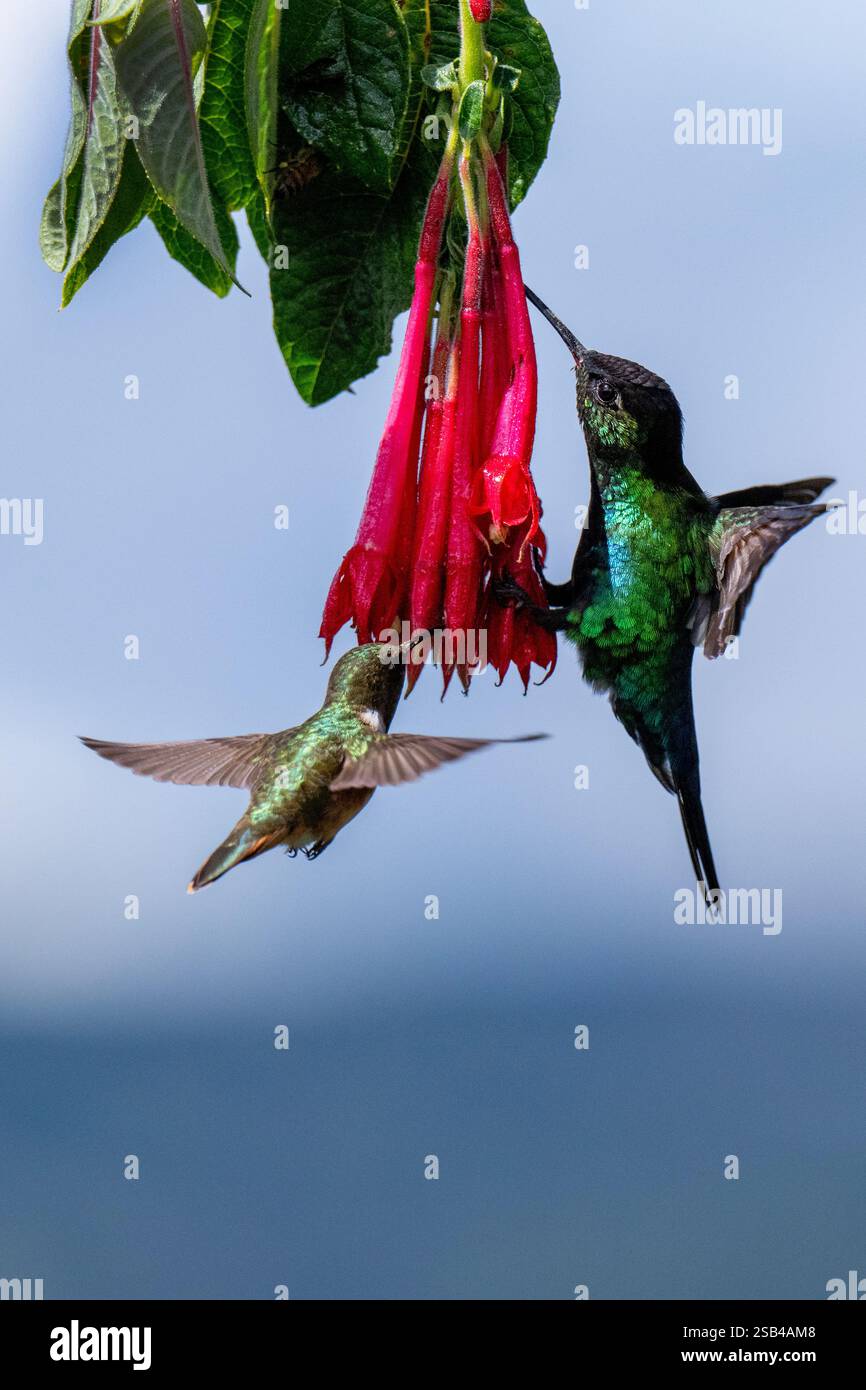 Costa Rica, montagnes Talamanca, Savegre. Volcan colibris (Selasphorus flammula) (f) à gauche, colibris à gorge ardente (Panterpe insignis) (M) Banque D'Images