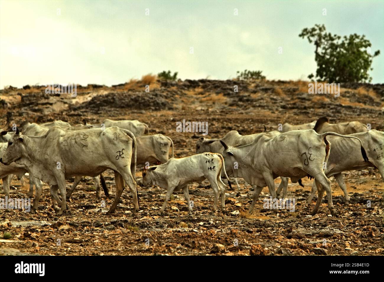 Bovins sur un paysage sec et rocheux à Sumba est, Nusa Tenggara est, Indonésie. Banque D'Images