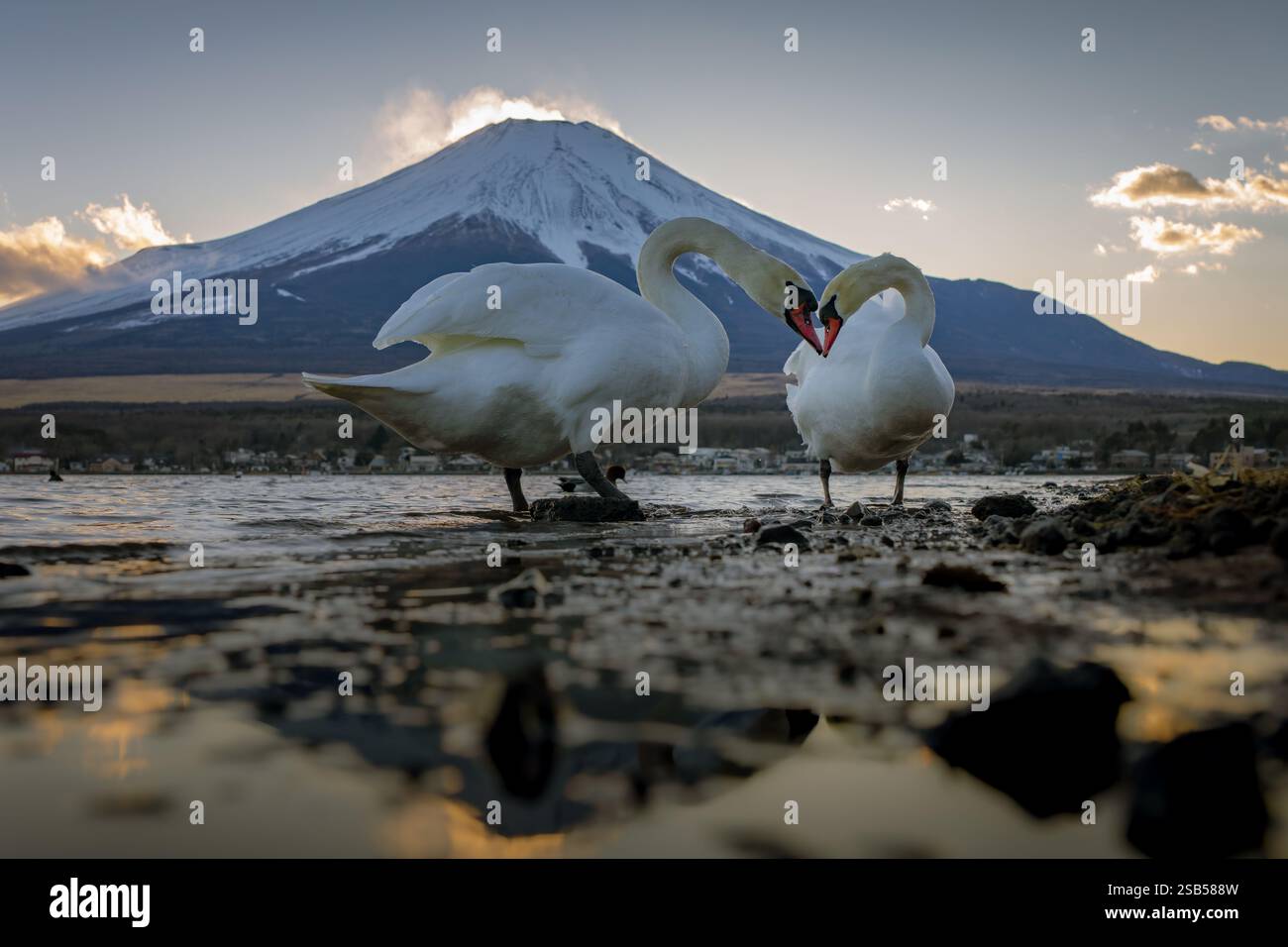 Cygnes sur le lac Yamanakako avec la montagne Fuji en arrière-plan Banque D'Images
