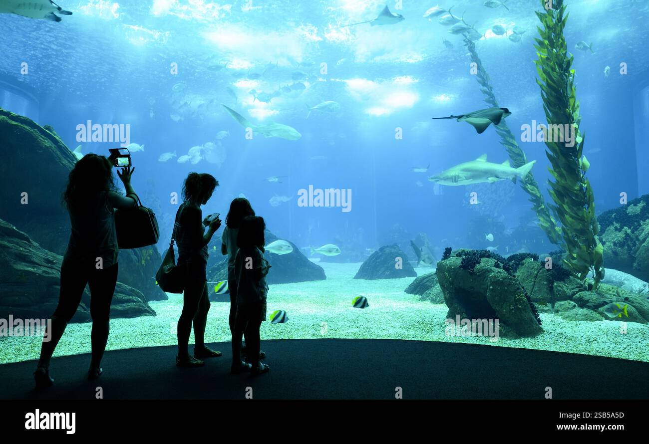 Touristes visitant Oceanarium à Lisbonne, Portugal, avec différentes espèces de requins et de poissons. Femme prenant des photos à la vie sous-marine dans l'aquarium Banque D'Images