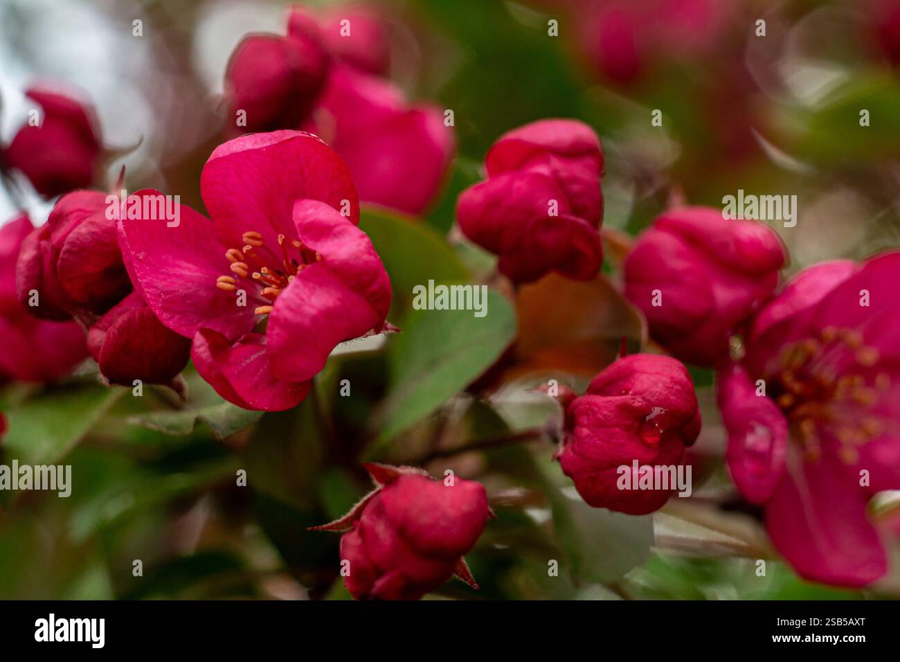 Vue sur les fleurs rouges d'un pommier. Macro photo de fleurs de pomme. Banque D'Images