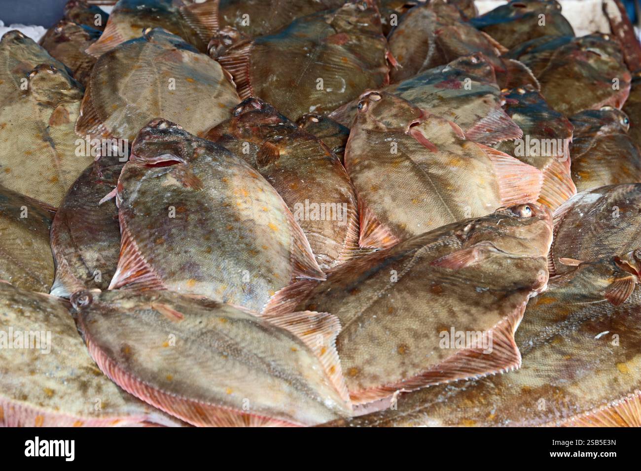 Poisson frais en vente sur le marché étal, Honfleur Banque D'Images