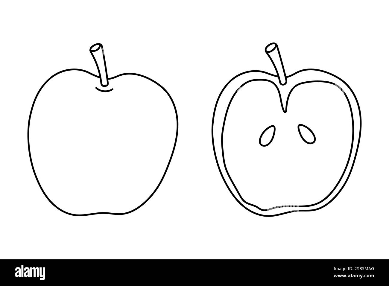 Un dessin au trait clair présente une pomme d'un côté et sa section transversale de l'autre, mettant en évidence les graines internes et la structure, adaptée aux educati Illustration de Vecteur