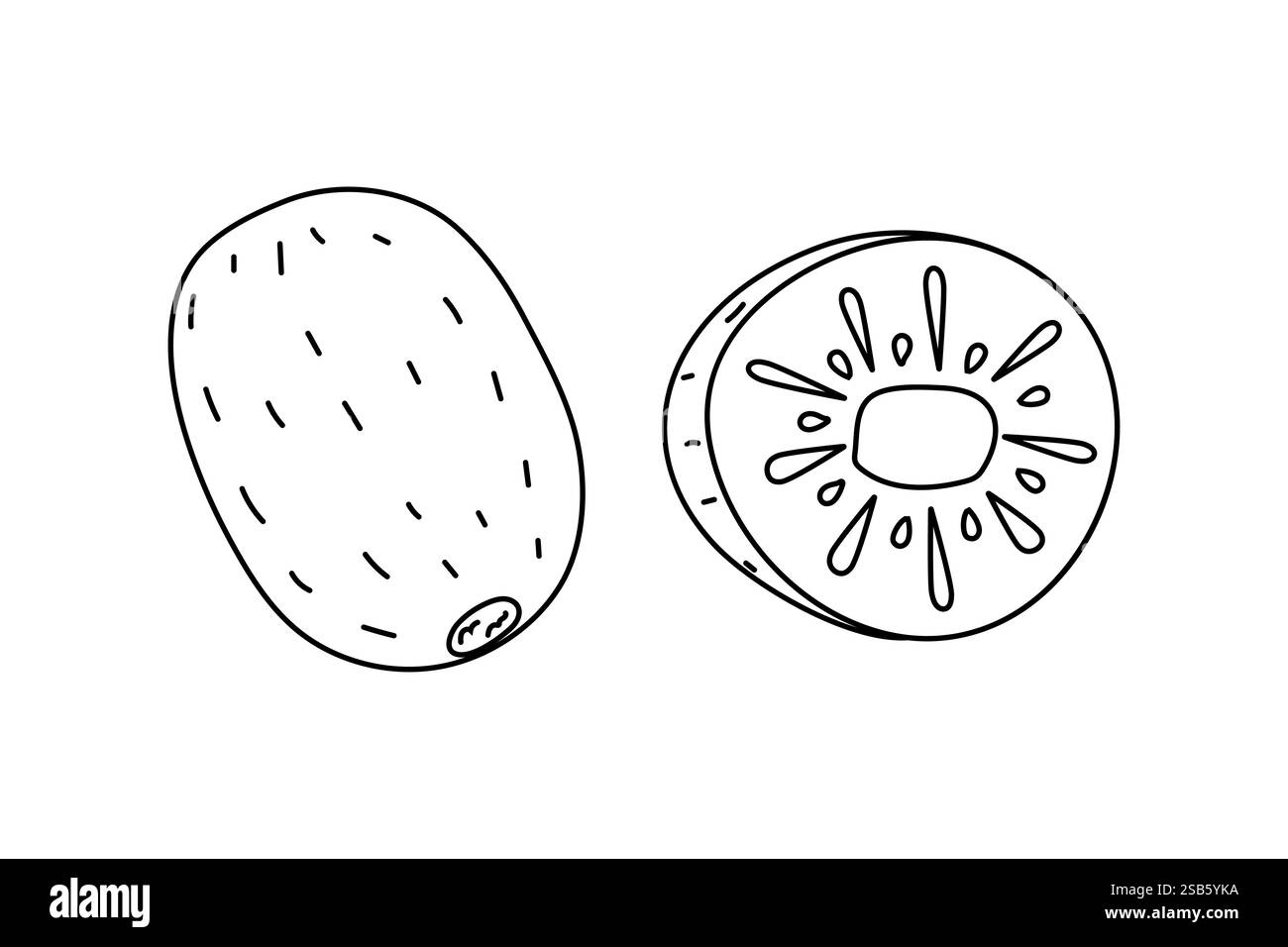 Une illustration détaillée montre un kiwi entier à côté de sa section transversale, mettant en évidence les graines et la chair. La conception simplifiée met l'accent sur le Illustration de Vecteur
