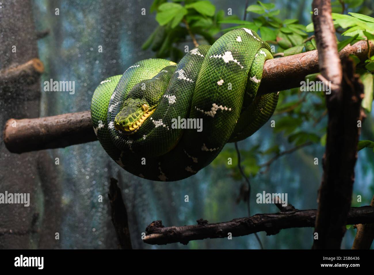 Animaux au zoo de Toronto Banque D'Images