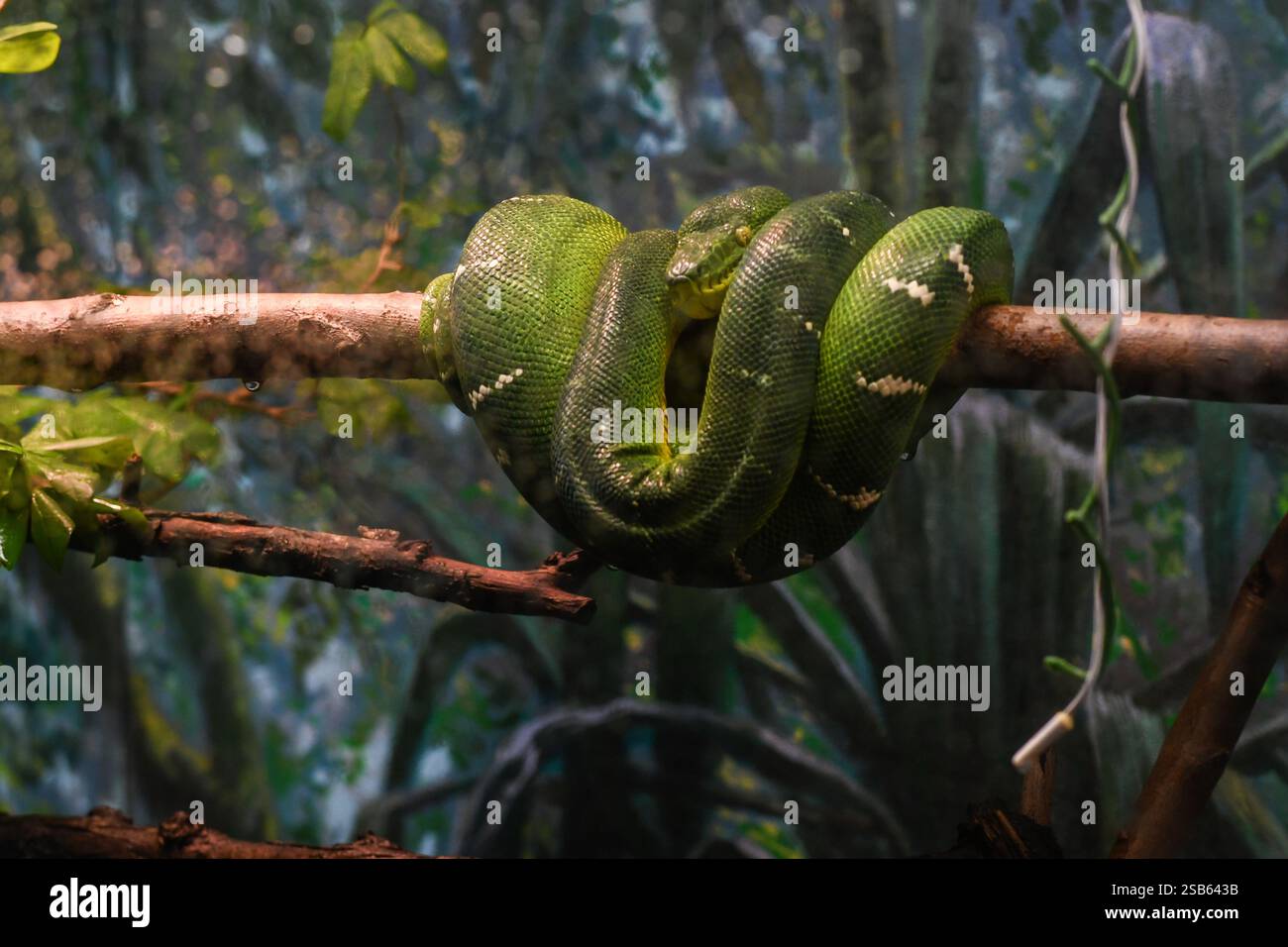 Animaux au zoo de Toronto Banque D'Images