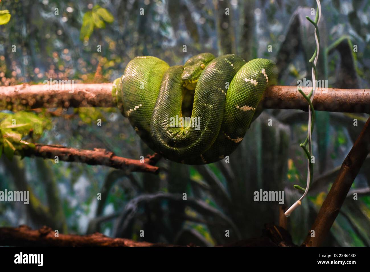 Animaux au zoo de Toronto Banque D'Images