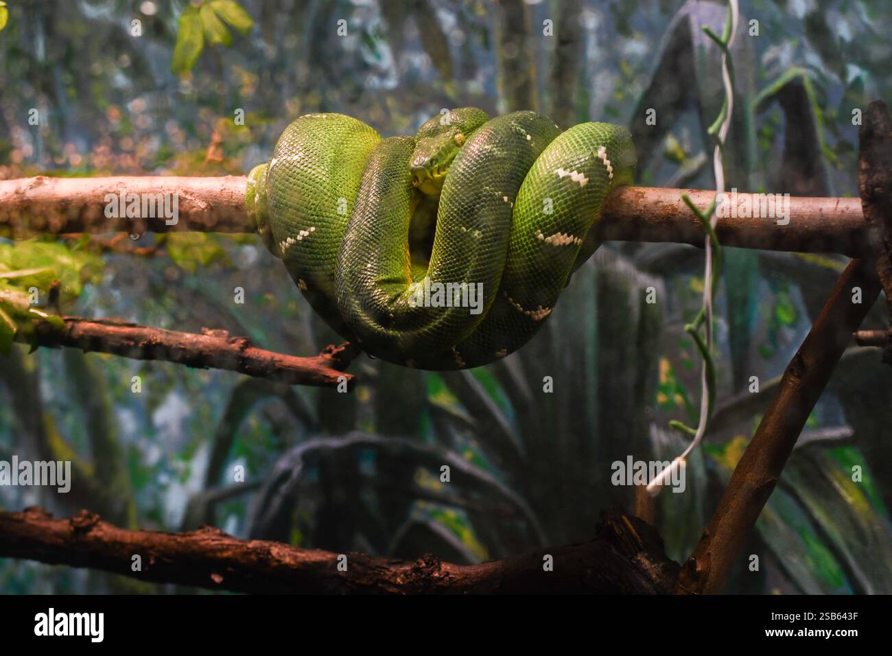 Animaux au zoo de Toronto Banque D'Images