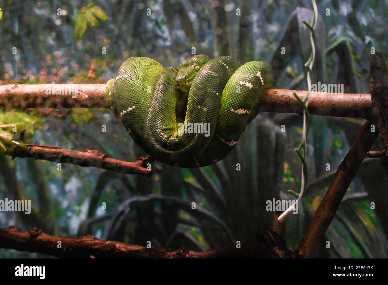 Animaux au zoo de Toronto Banque D'Images