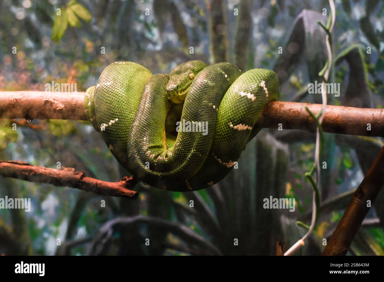 Animaux au zoo de Toronto Banque D'Images